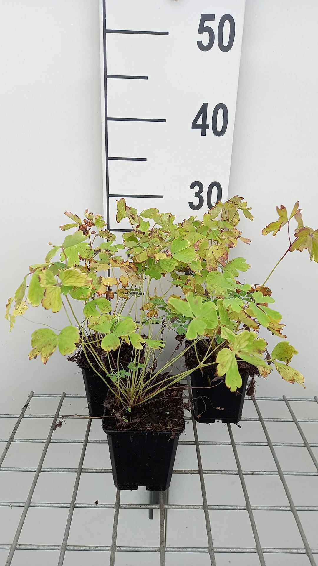 Aquilegia caerulea'Heavenly Blue'- pot 9x9 cm afbeelding