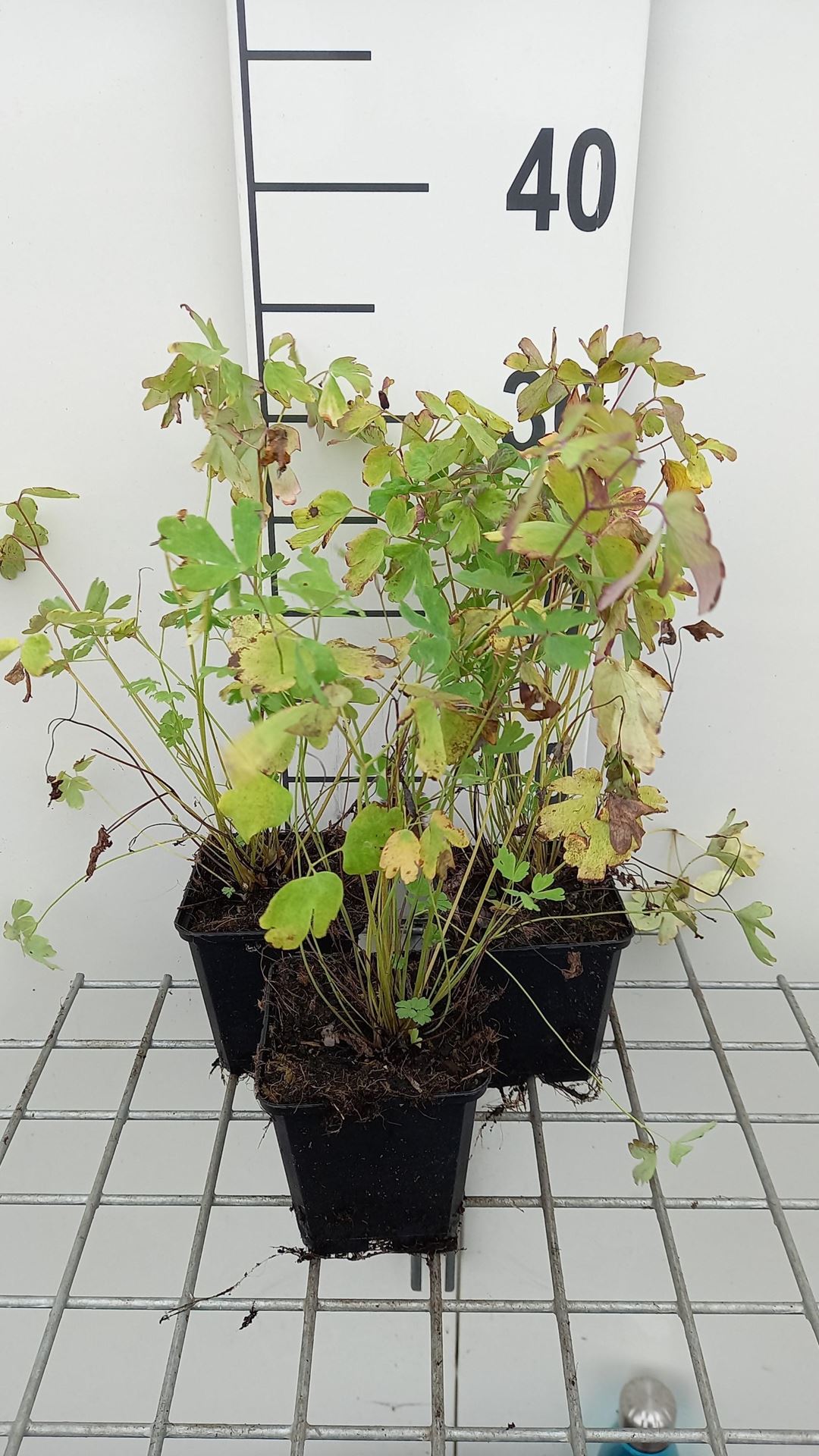 Aquilegia'Koralle'- pot 9x9 cm afbeelding