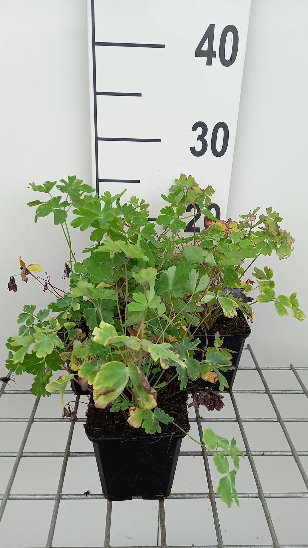 Aquilegia McKana Hybrids - pot 9x9 cm afbeelding