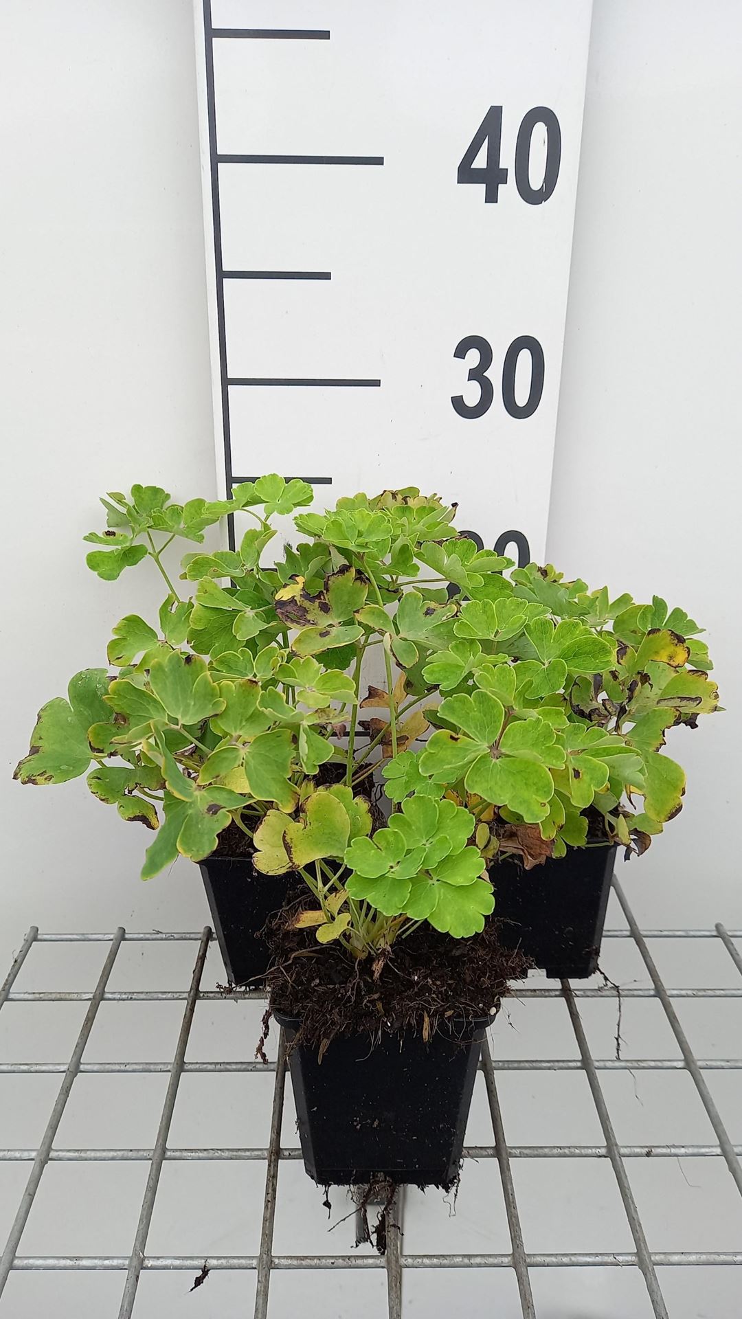 Aquilegia vulgaris'Nivea'- pot 9x9 cm - Akelei afbeelding