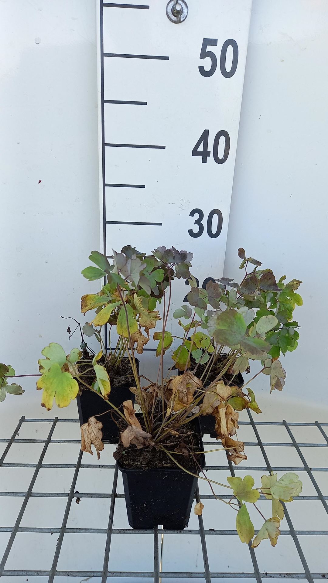 Aquilegia vulgaris'Rose Barlow'- pot 9x9 cm afbeelding