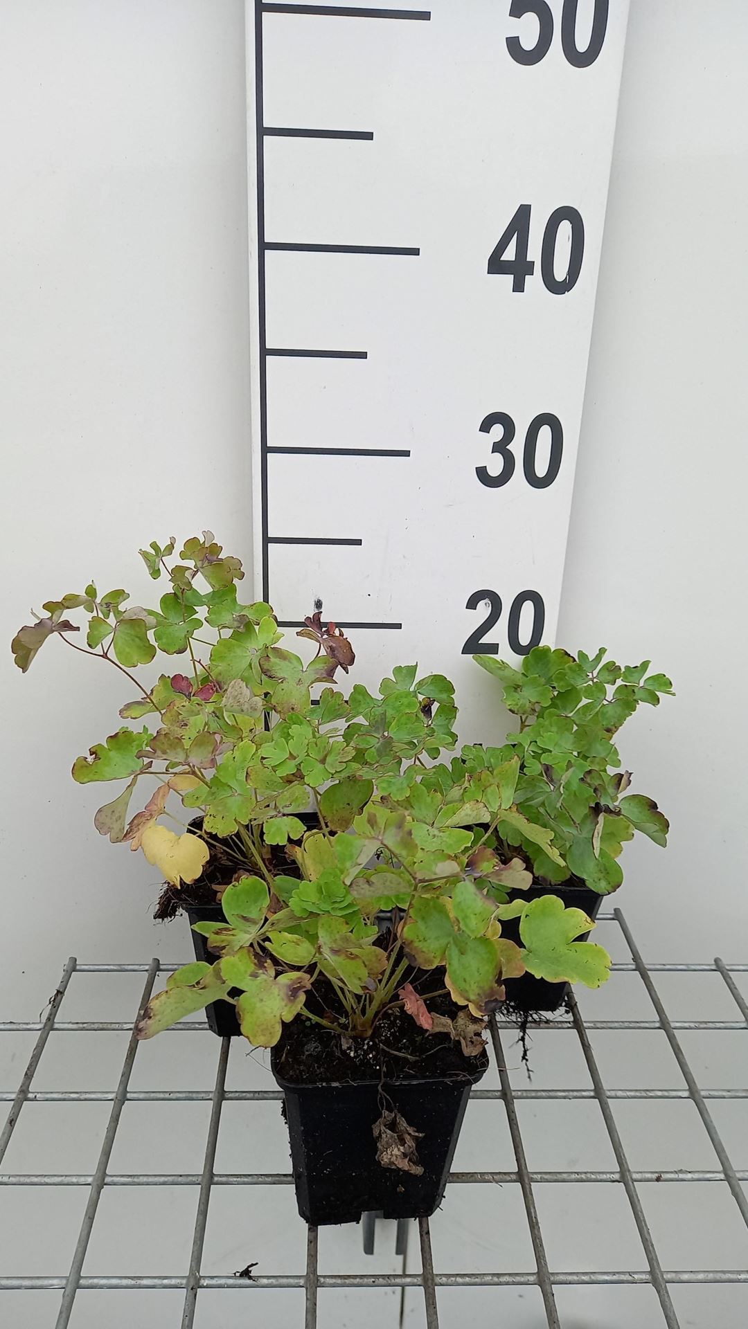 Aquilegia vulgaris'William Guiness'- pot 9x9 cm - Akelei afbeelding