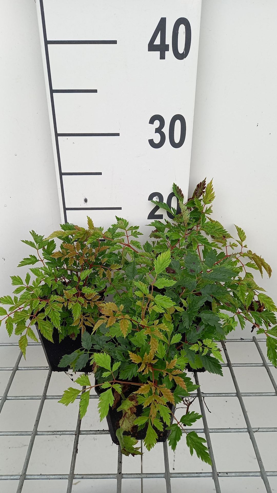 Aruncus'Horatio'- pot 9x9 cm afbeelding