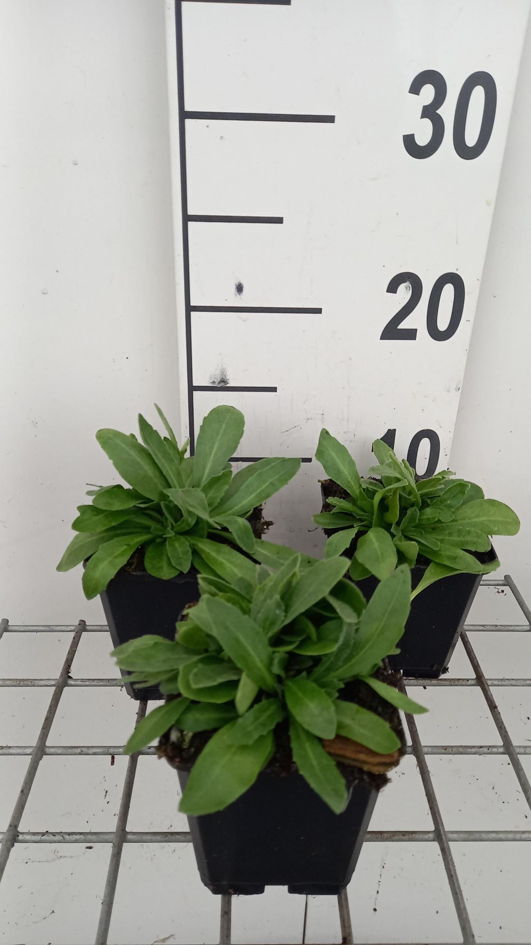 Arabis blepharophylla - pot 9x9 cm afbeelding