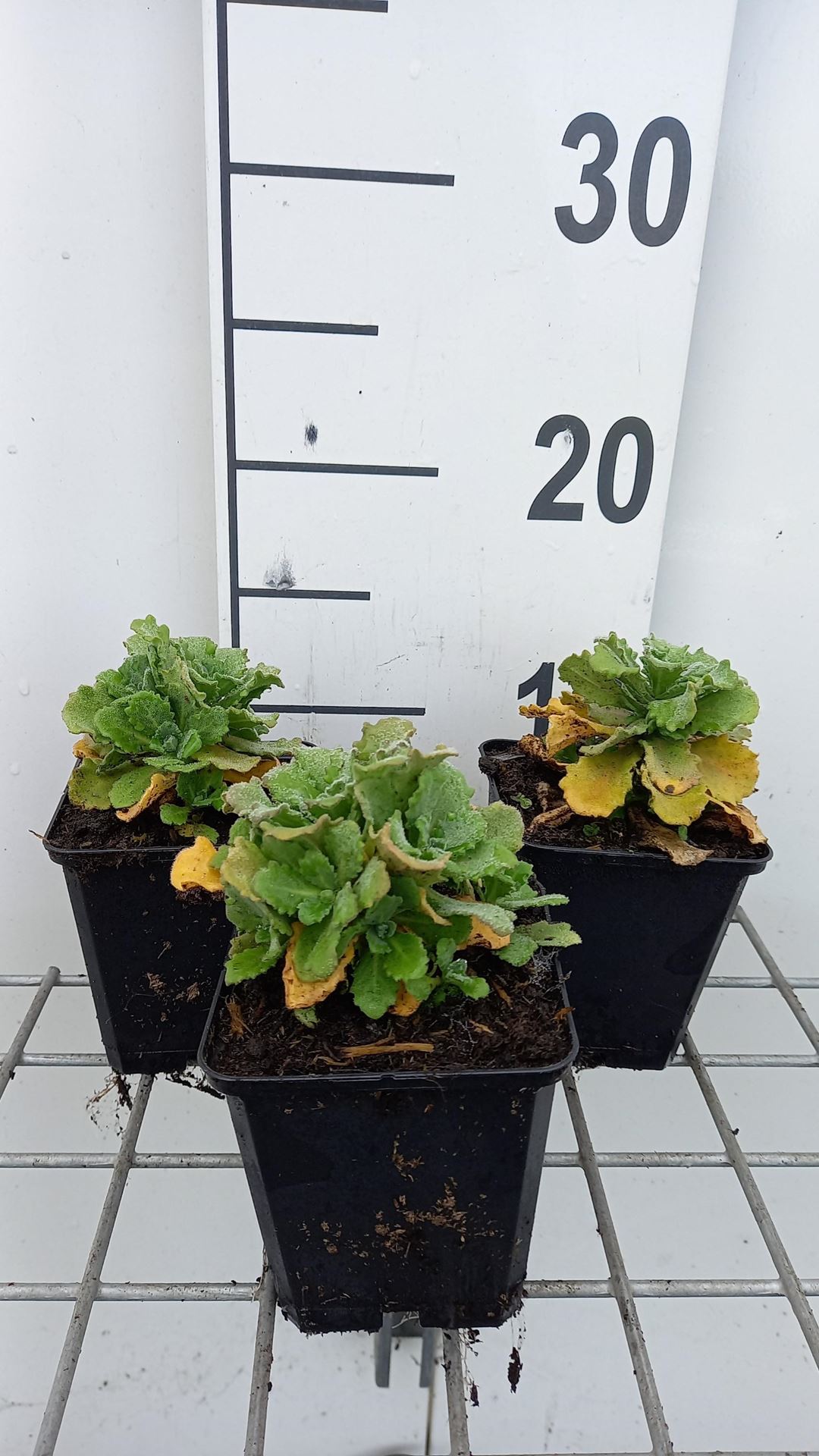 Arabis caucasica'Bakkely'- pot 9x9 cm afbeelding