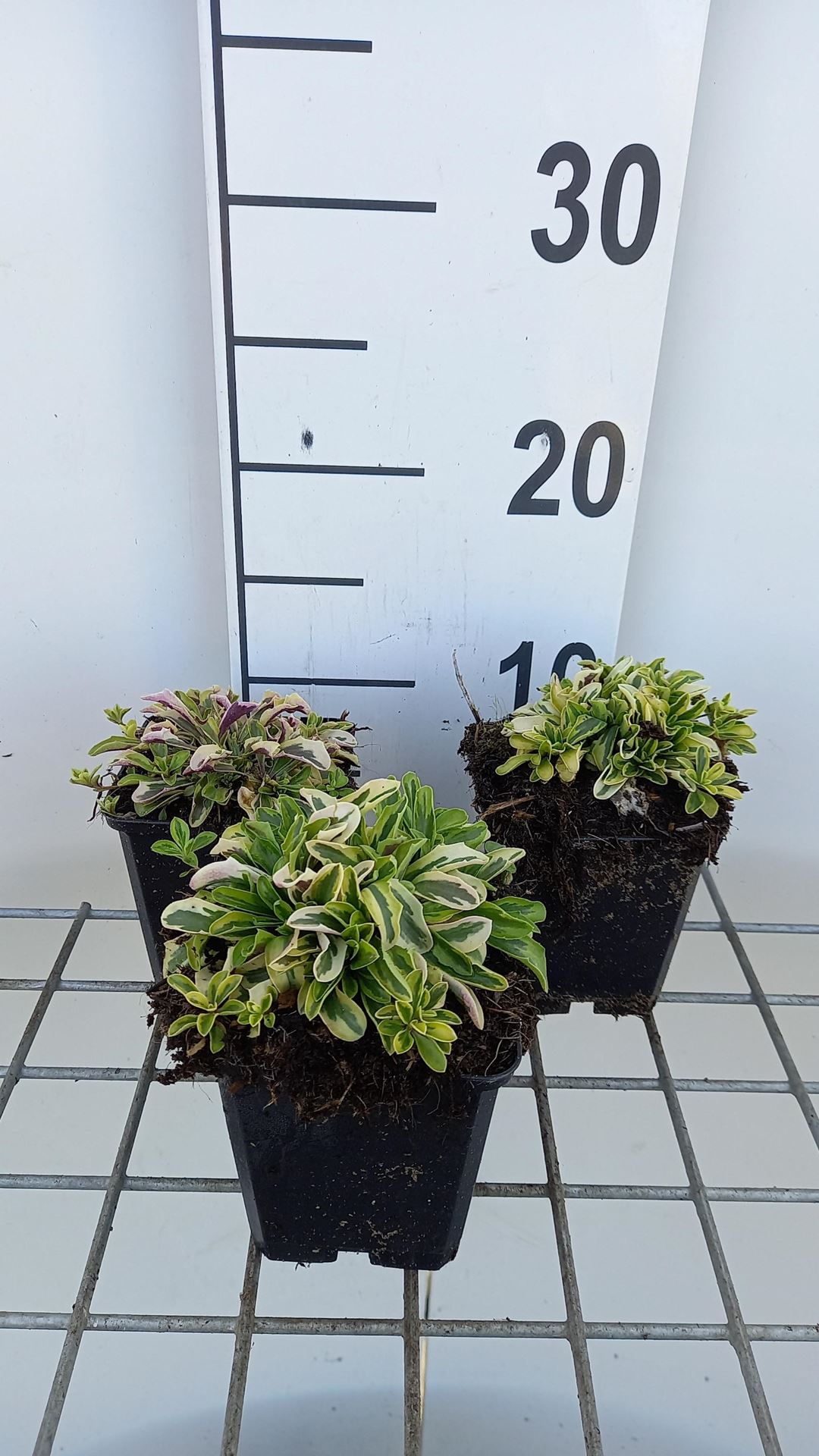 Arabis ferdinandi-coburgii'Old Gold'- pot 9x9 cm afbeelding