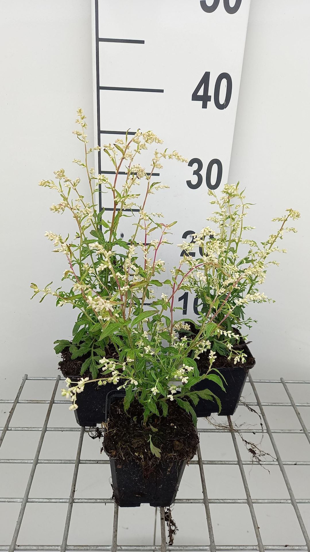 Artemisia lactiflora'Elfenbein'- pot 9x9 cm afbeelding
