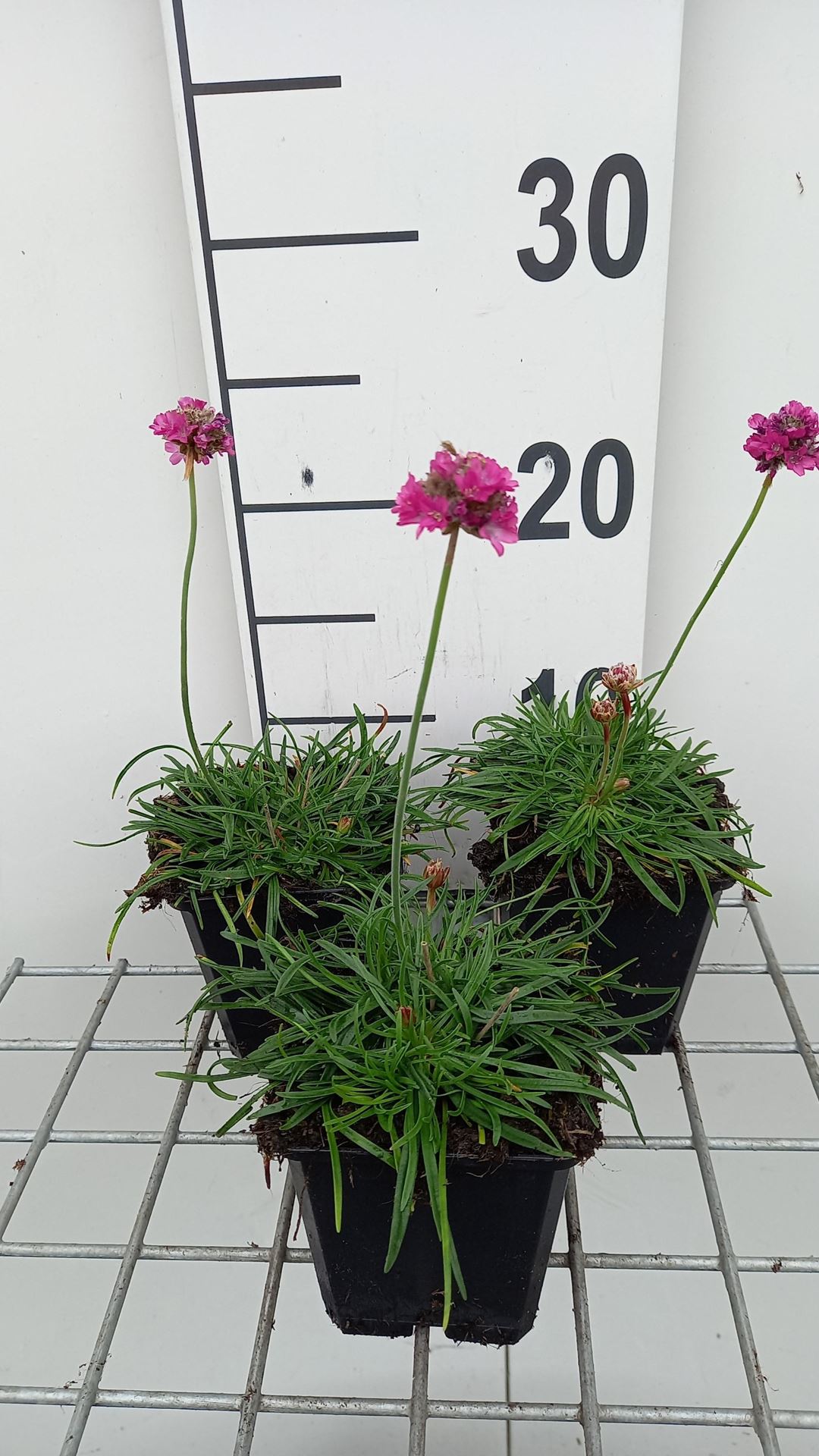 Armeria maritima'Dusseldorfer Stolz'- pot 9x9 cm afbeelding
