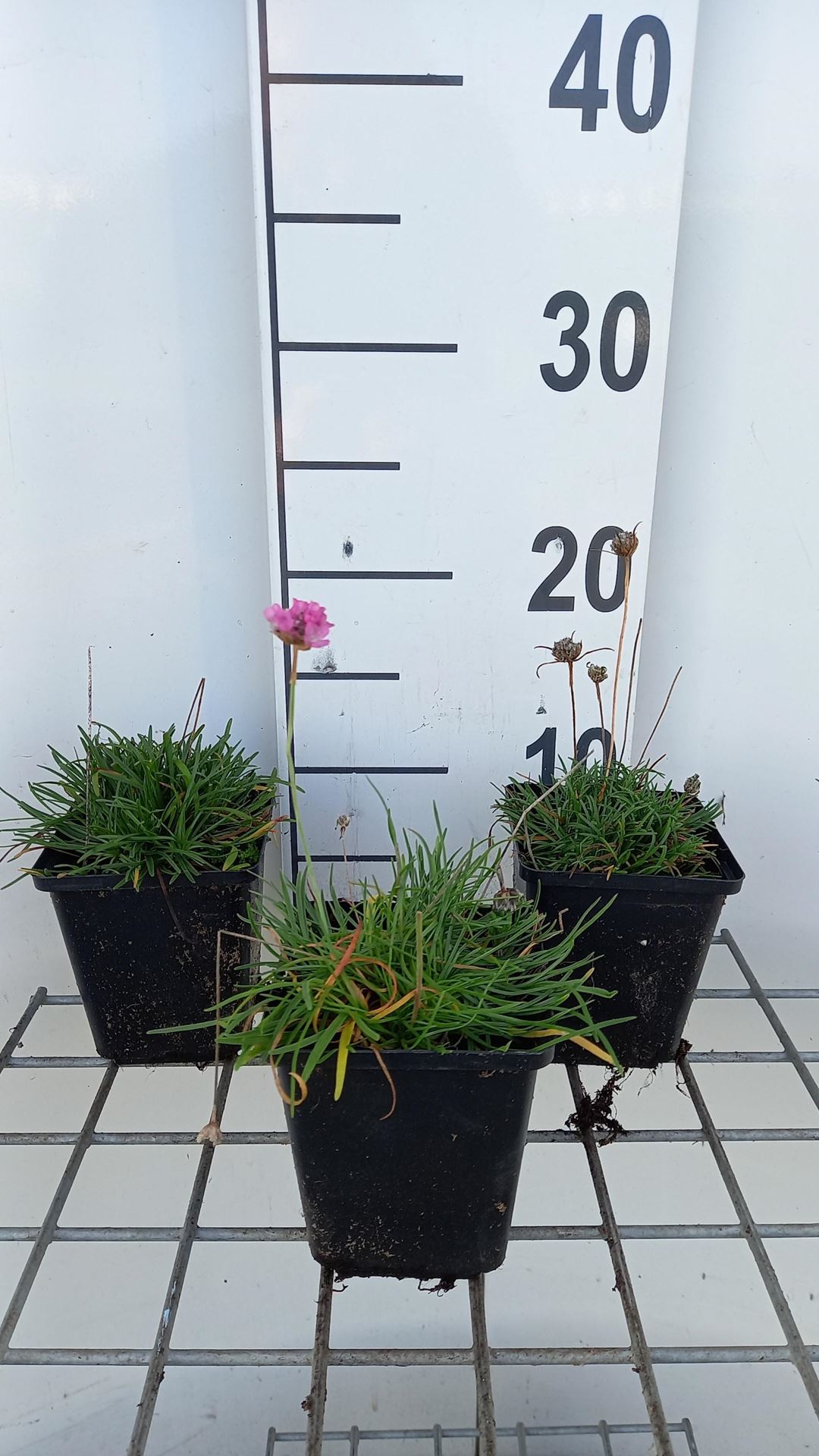 Armeria maritima'Splendens'- pot 9x9 cm afbeelding