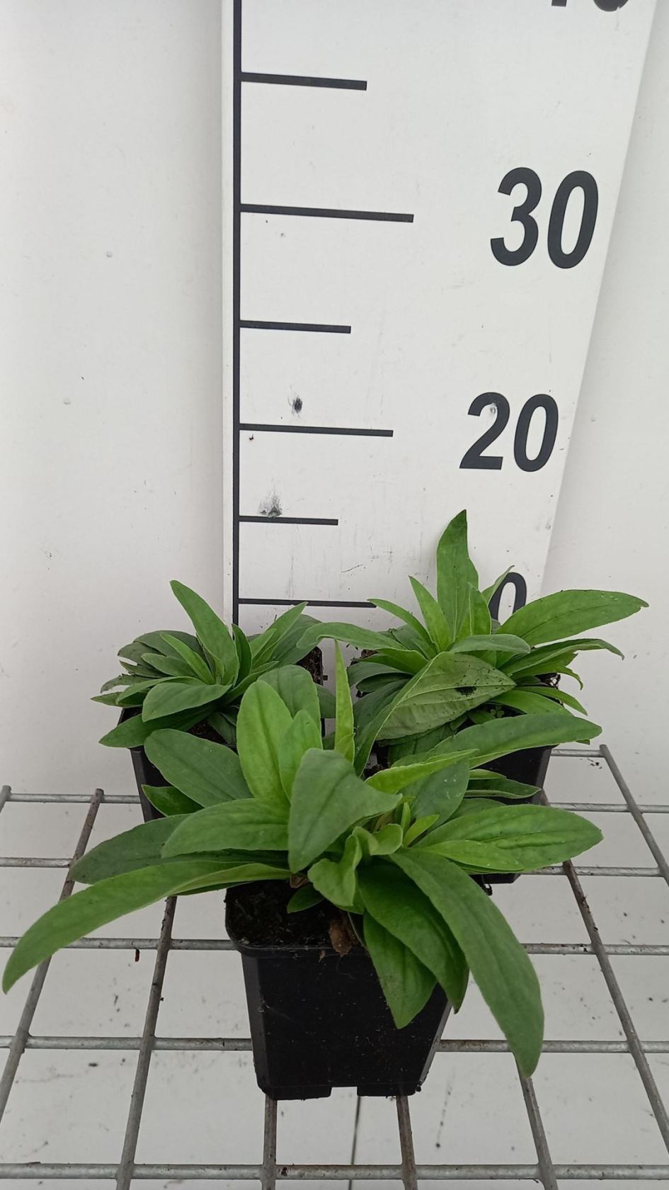 Arnica montana - pot 9x9 cm - Valkruid afbeelding