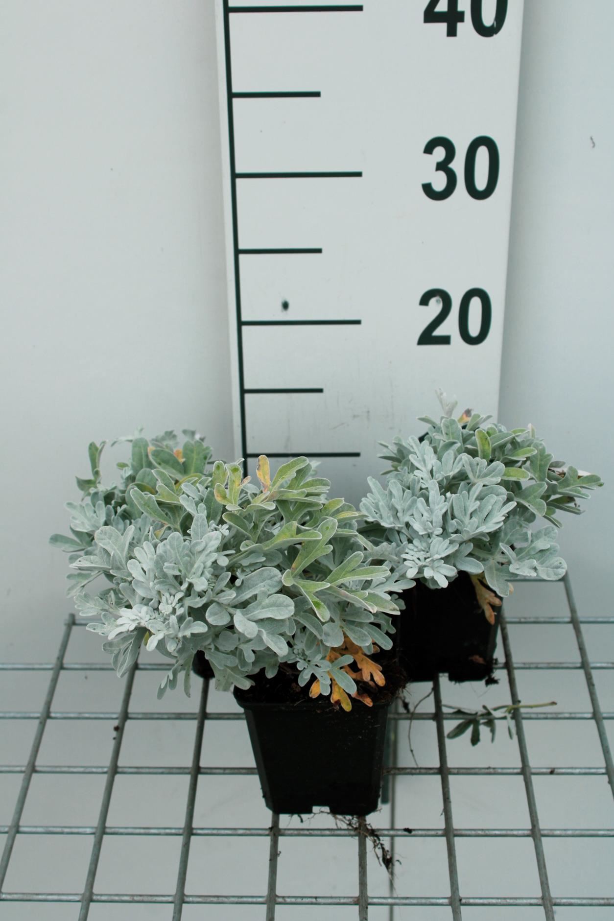Artemisia stelleriana'Boughton Silver'- pot 9x9 cm - Alsem afbeelding