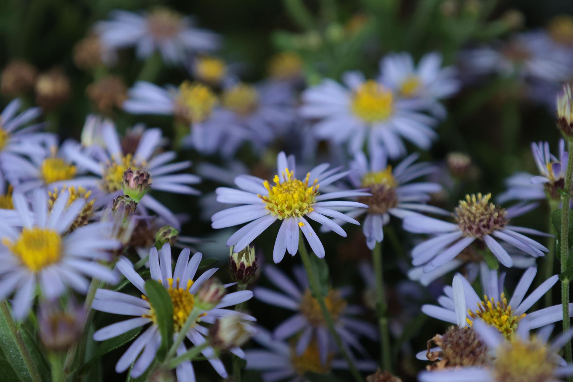 Aster ageratoides'Adustus Nanus'- pot 9x9 cm afbeelding