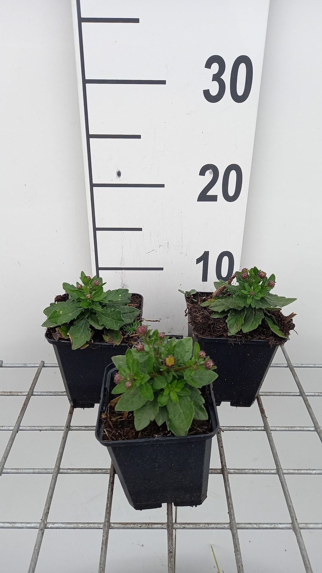 Aster ageratoides'Asmdiameter'- pot 9x9 cm afbeelding