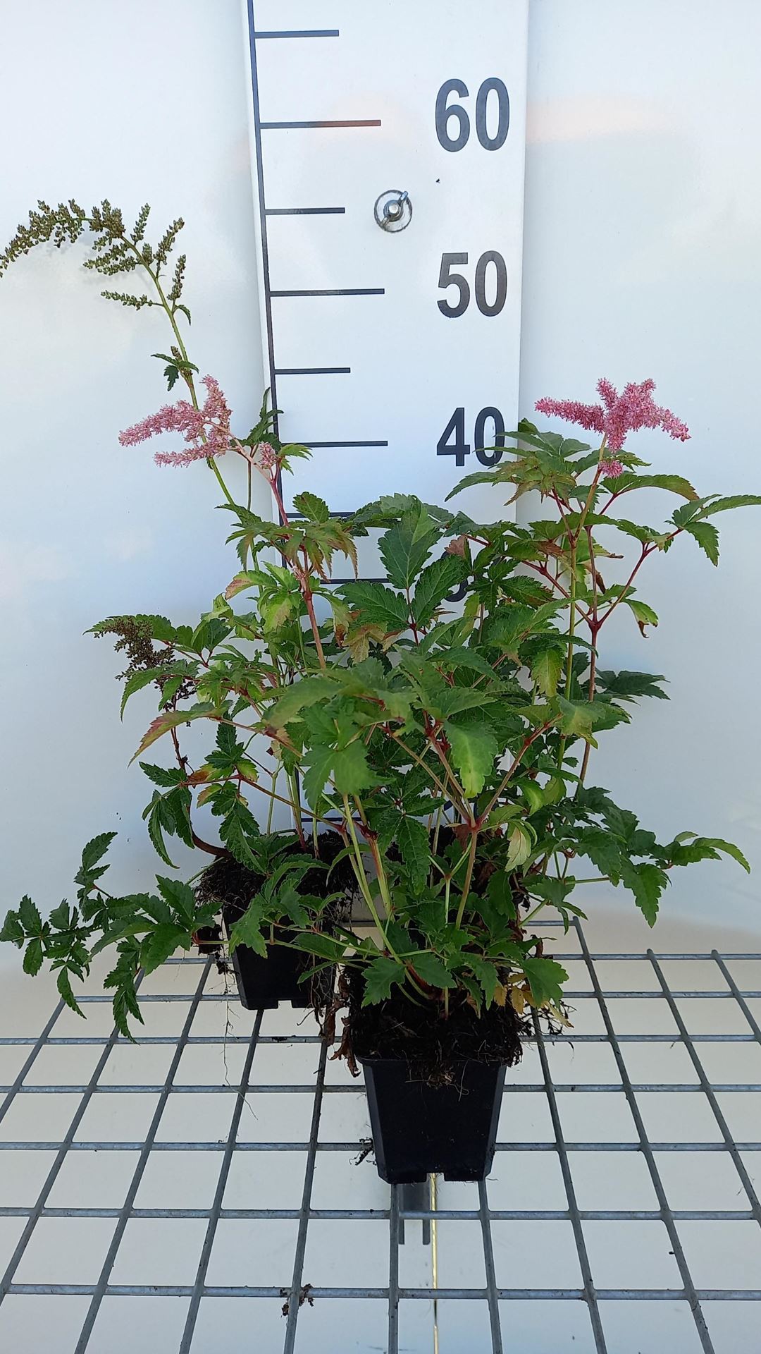 Astilbe'Bressingham Beauty'- pot 9x9 cm afbeelding
