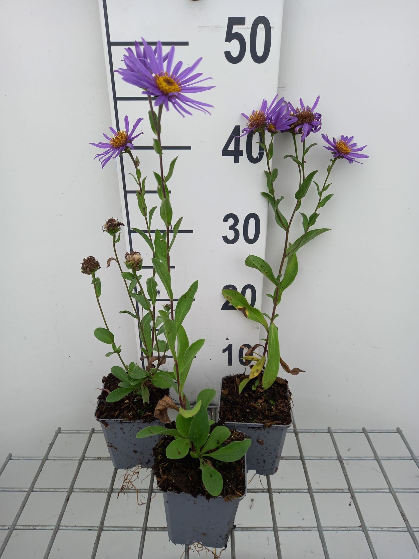Aster amellus'Blue King'- pot 9x9 cm afbeelding