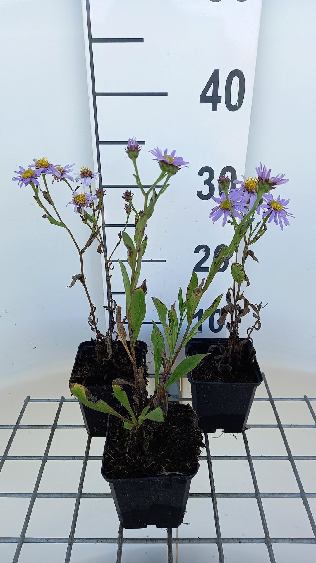 Aster amellus'Dr Otto Petschek'- pot 9x9 cm afbeelding