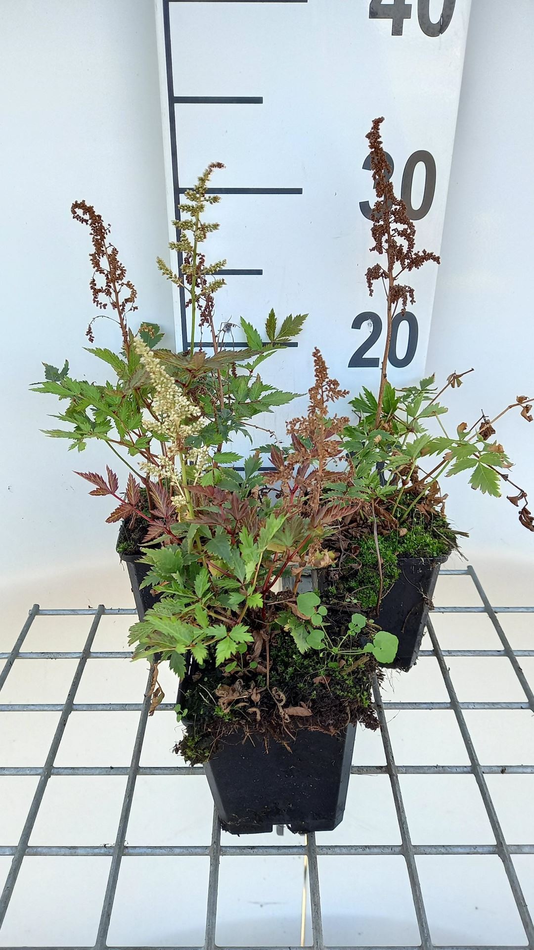 Astilbe'Irrlicht'- pot 9x9 cm afbeelding