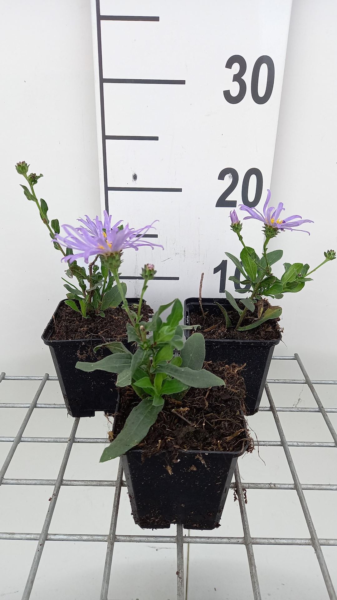 Aster amellus'King George'- pot 9x9 cm afbeelding