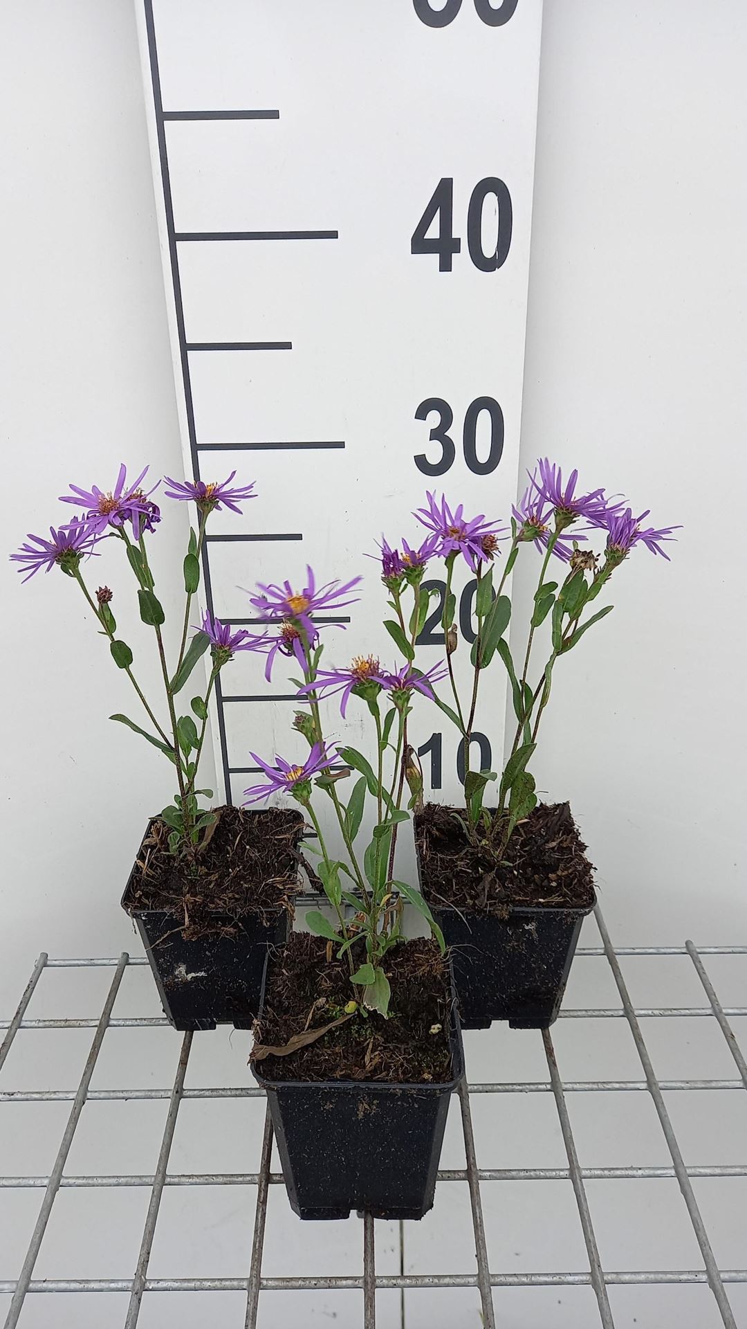 Aster amellus'Sonora'- pot 9x9 cm afbeelding