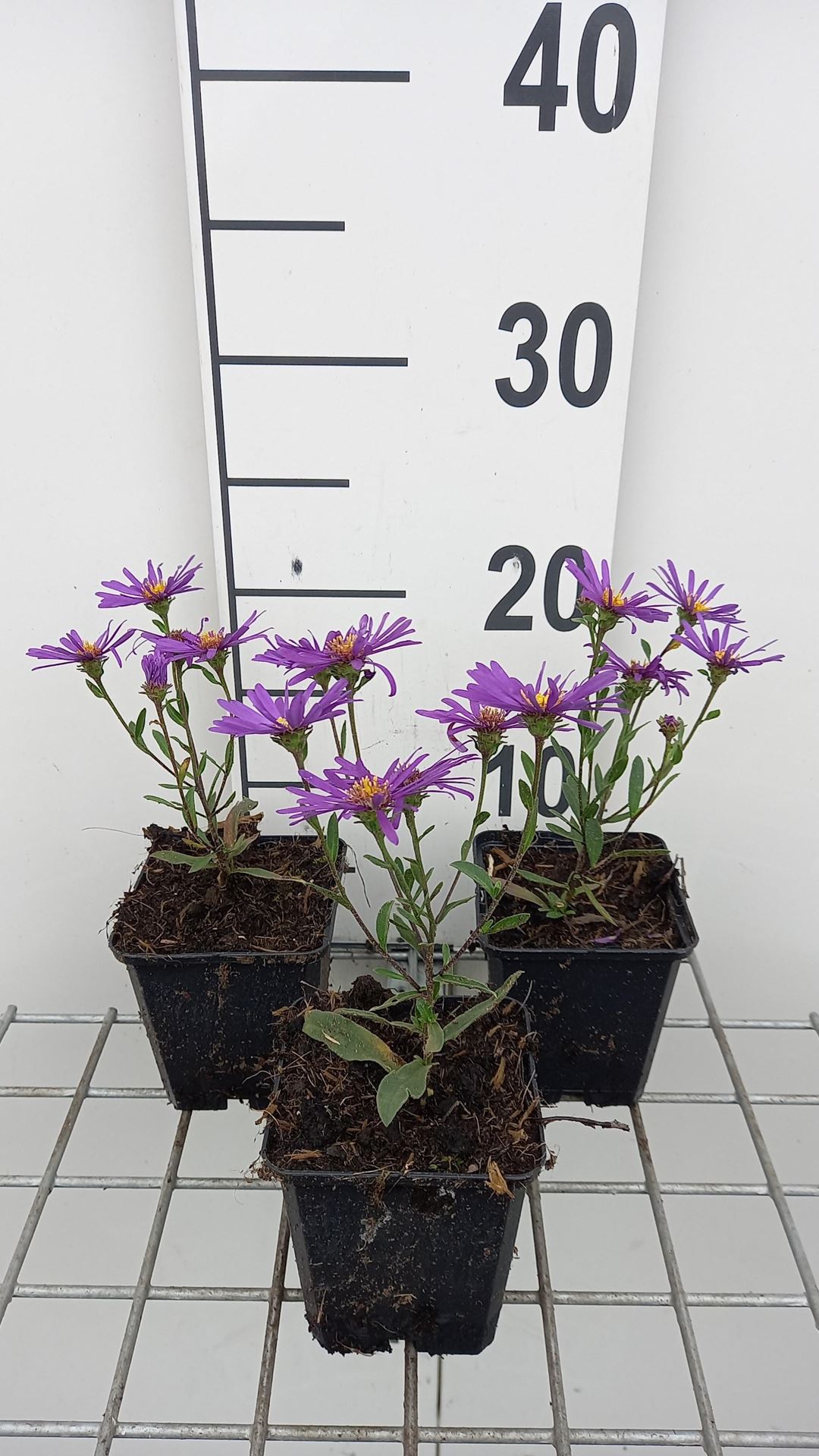 Aster amellus'Veilchenkönigin'- pot 9x9 cm afbeelding