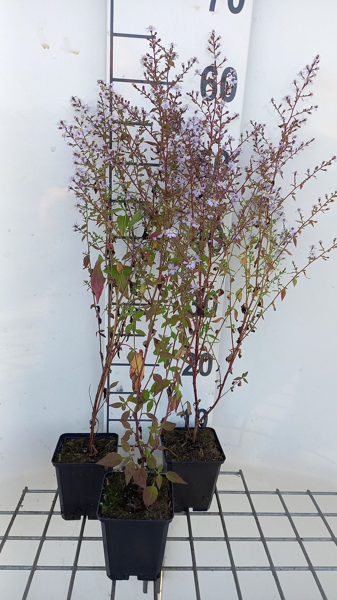 Aster cordifolius'Ideal'- pot 9x9 cm afbeelding