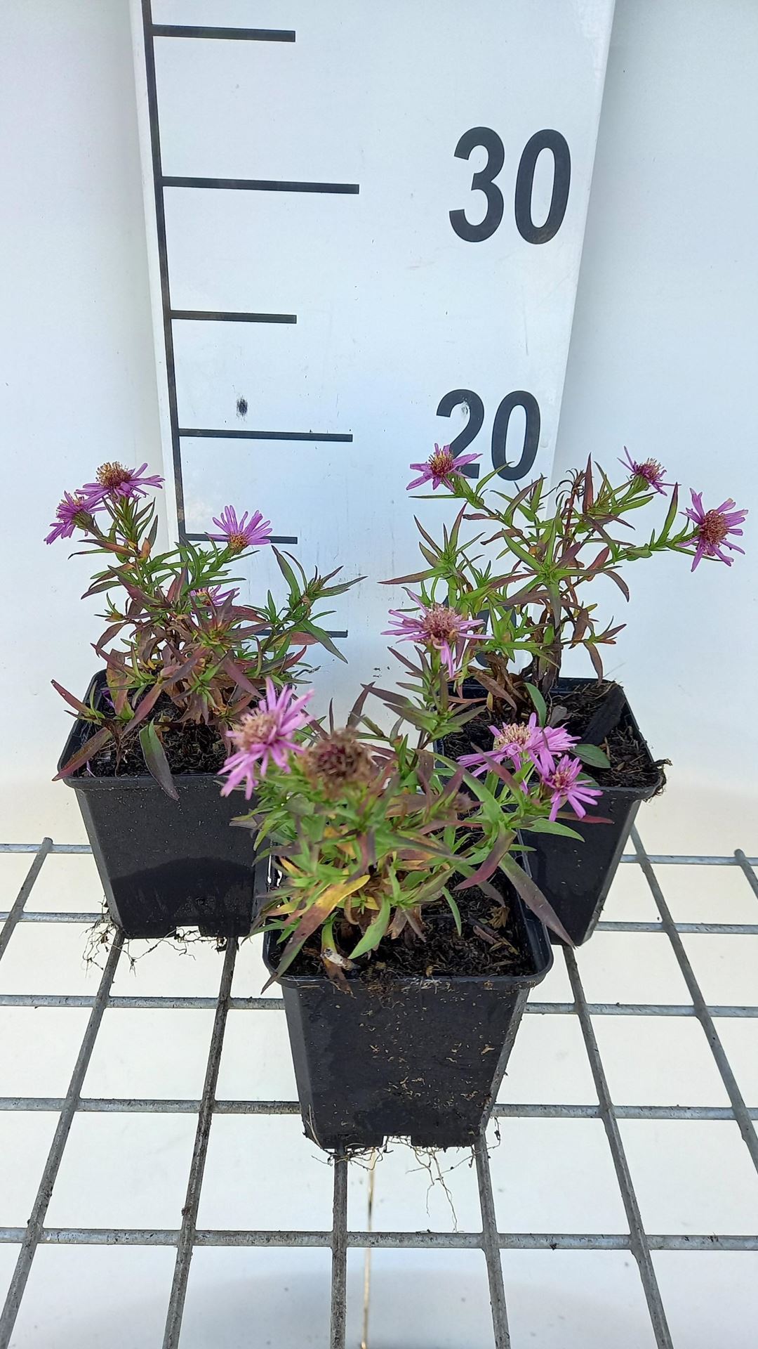 Aster'Alice Haslam'- pot 9x9 cm afbeelding