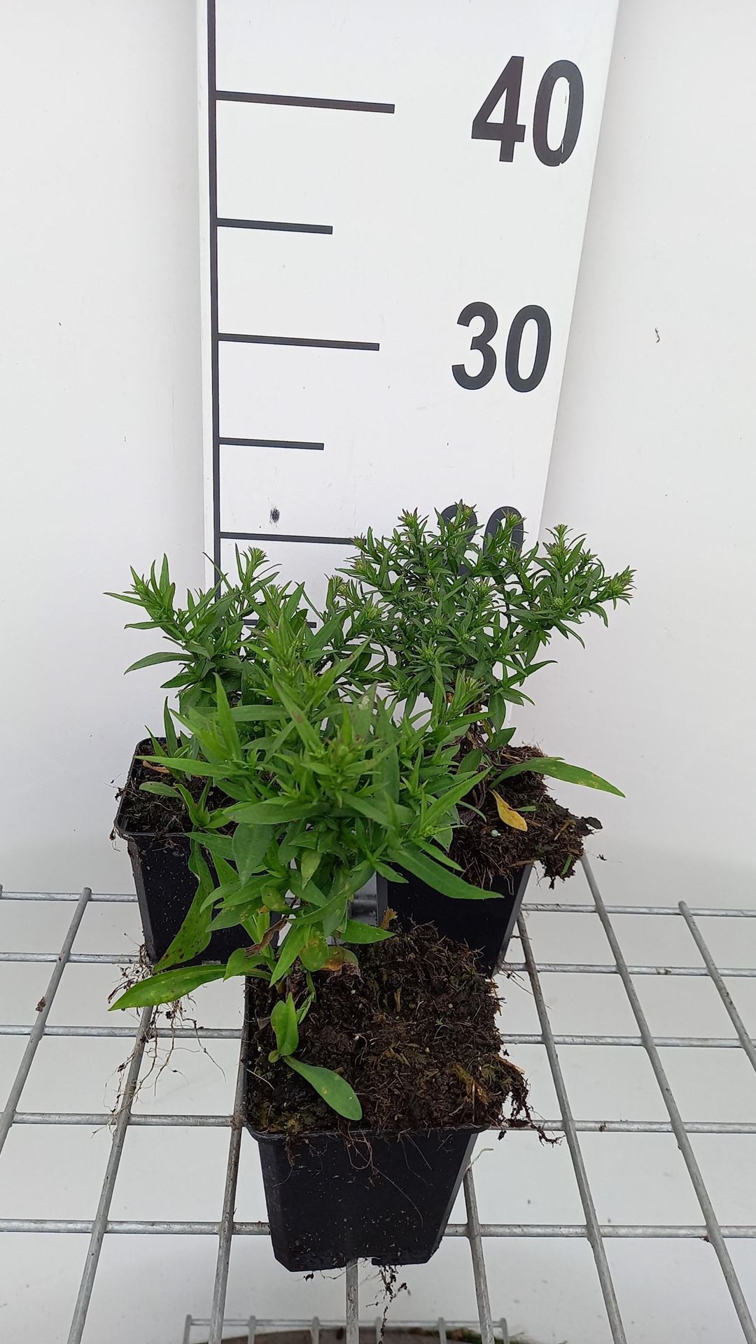 Aster'Augenweide'- pot 9x9 cm afbeelding