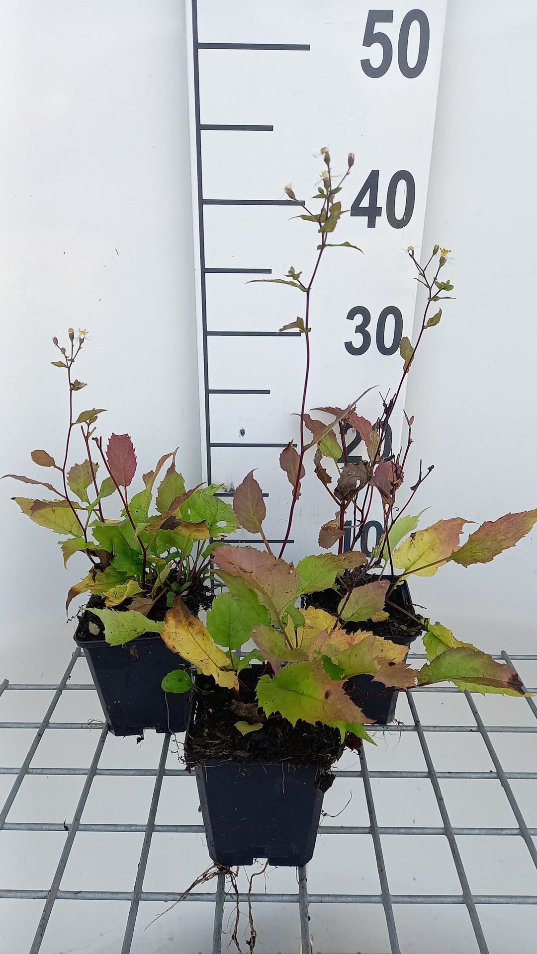 Aster divaricatus'Eastern Star'- pot 9x9 cm afbeelding