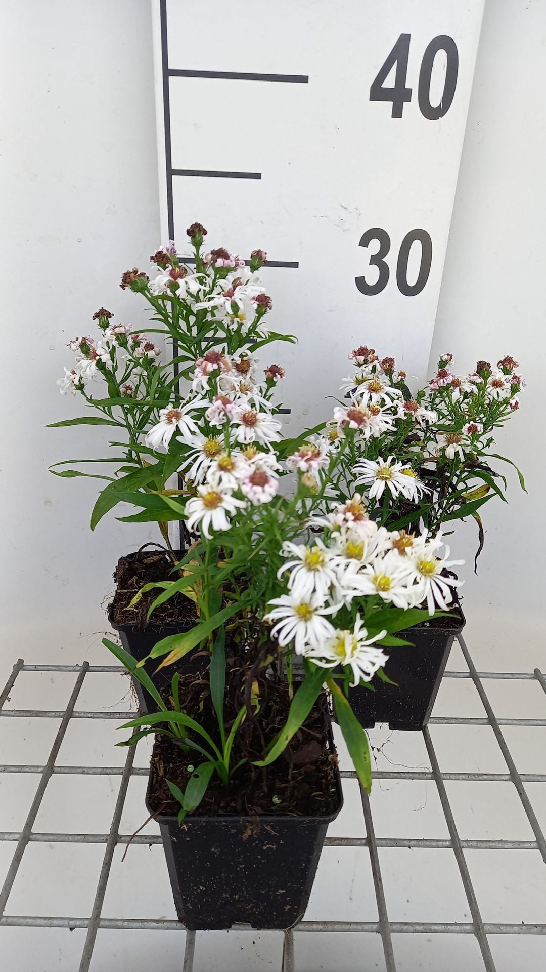 Aster'Kristina'- pot 9x9 cm afbeelding