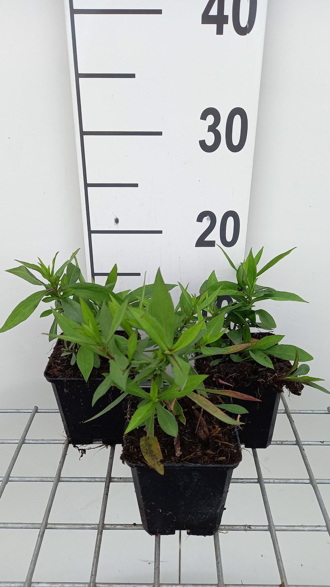 Aster'Mittelmeer'- pot 9x9 cm afbeelding