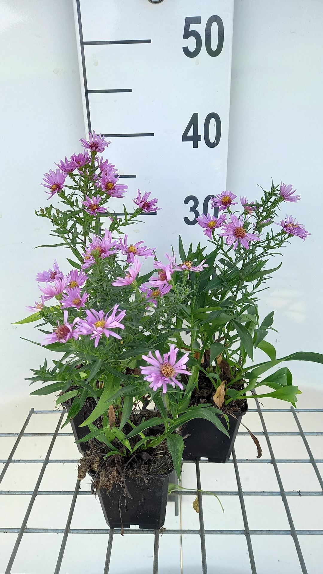 Aster'Peter Harrison'- pot 9x9 cm afbeelding