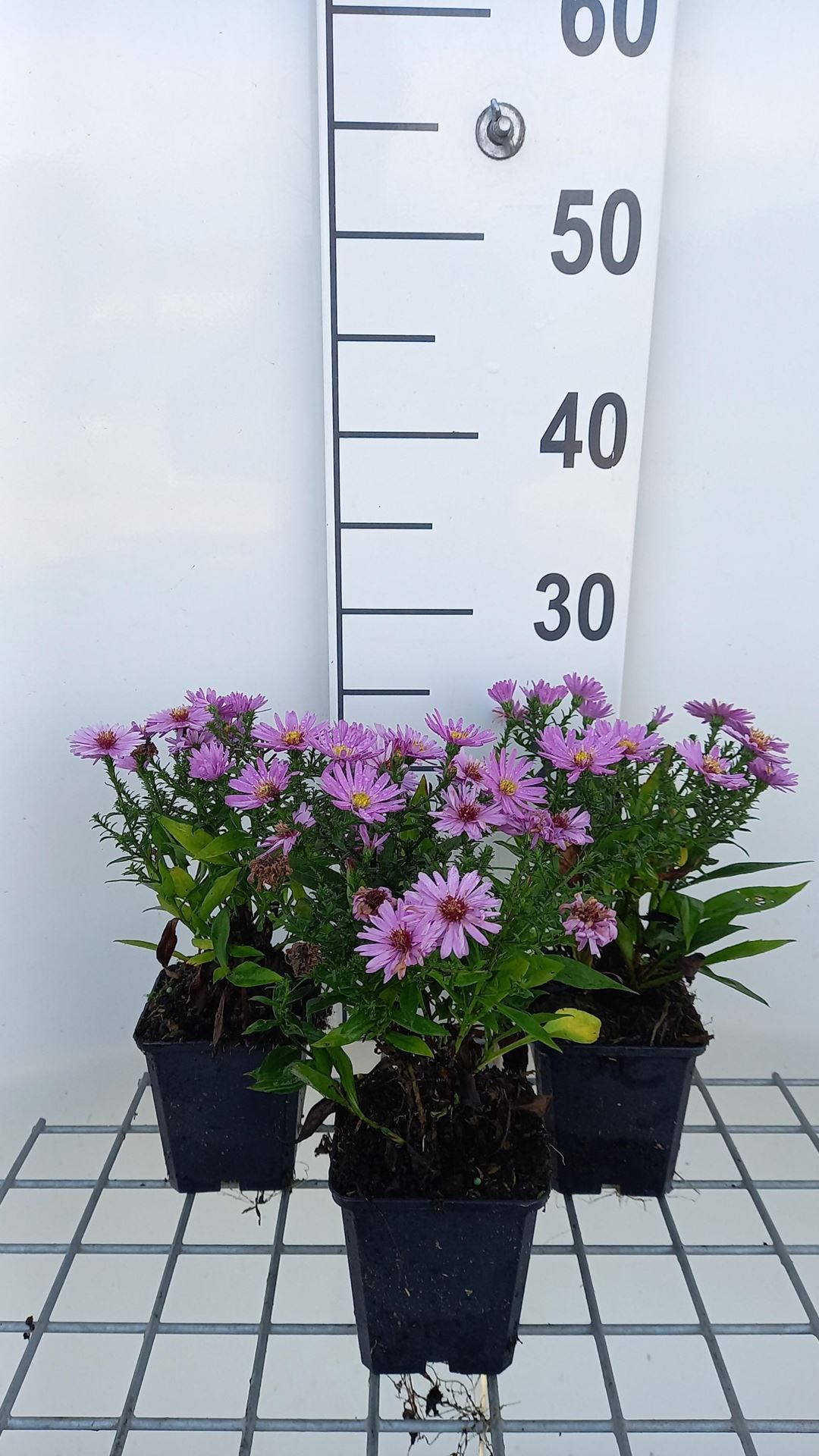 Aster'Rosenwichtel'- pot 9x9 cm - Herfstaster afbeelding
