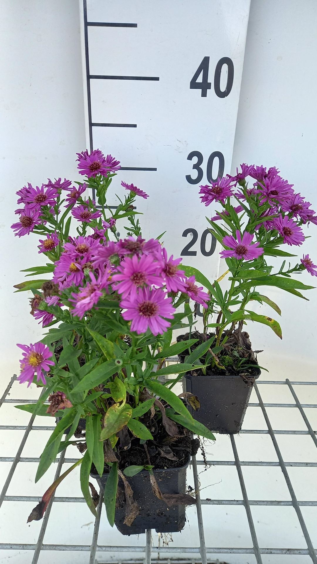 Aster'Starlight'- pot 9x9 cm afbeelding