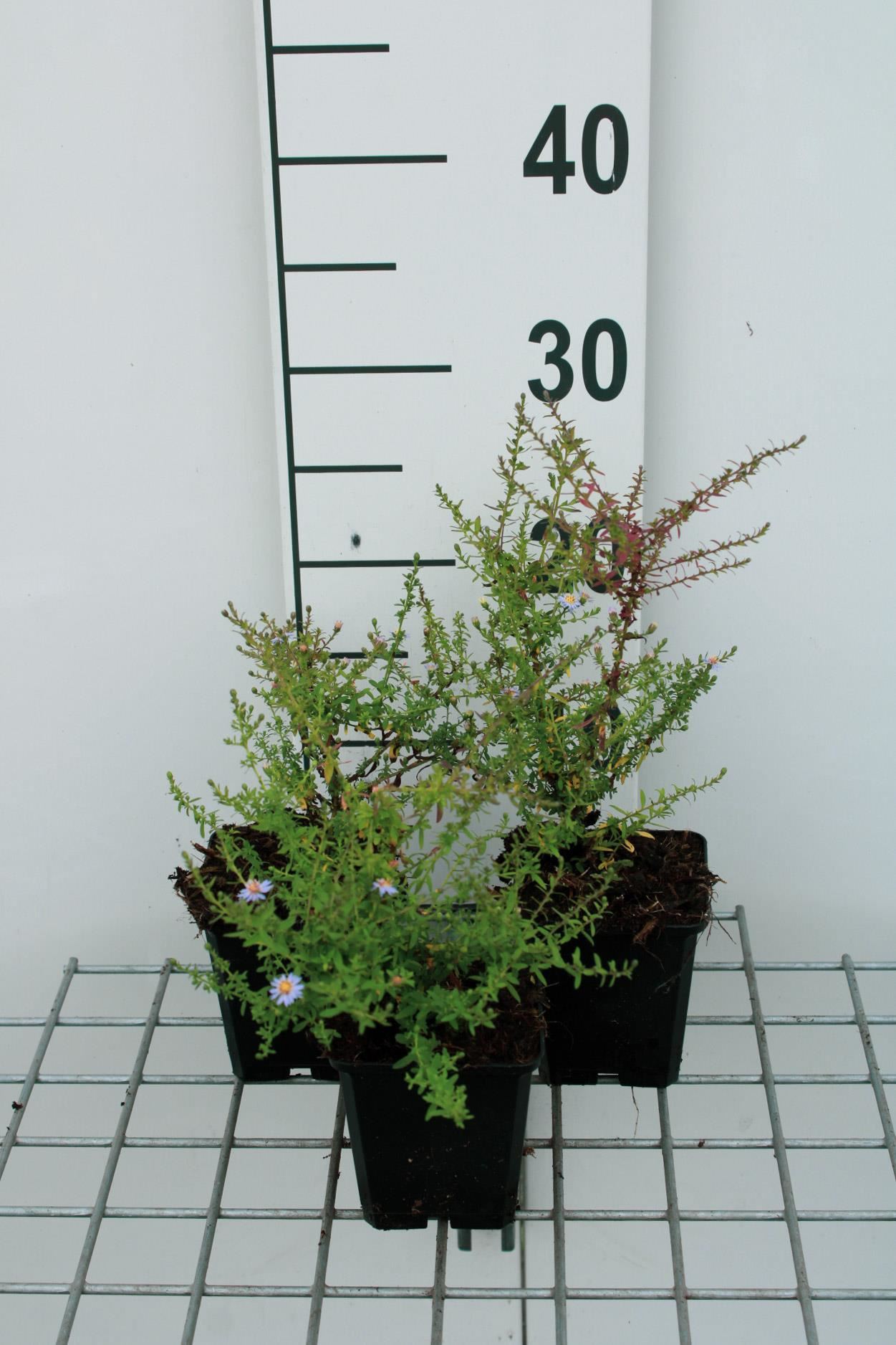 Aster ericoides'Blue Star'- pot 9x9 cm - Herfstaster afbeelding