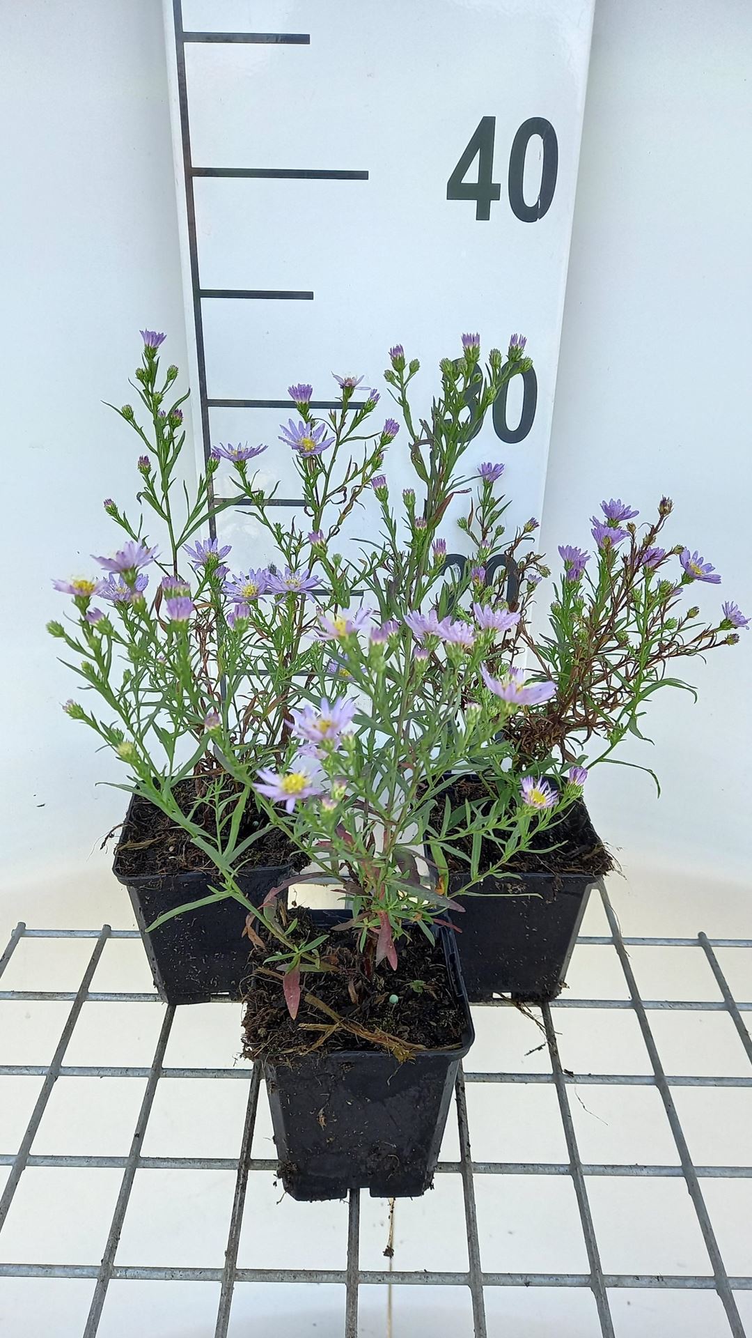Aster'Blue Wonder'- pot 9x9 cm afbeelding