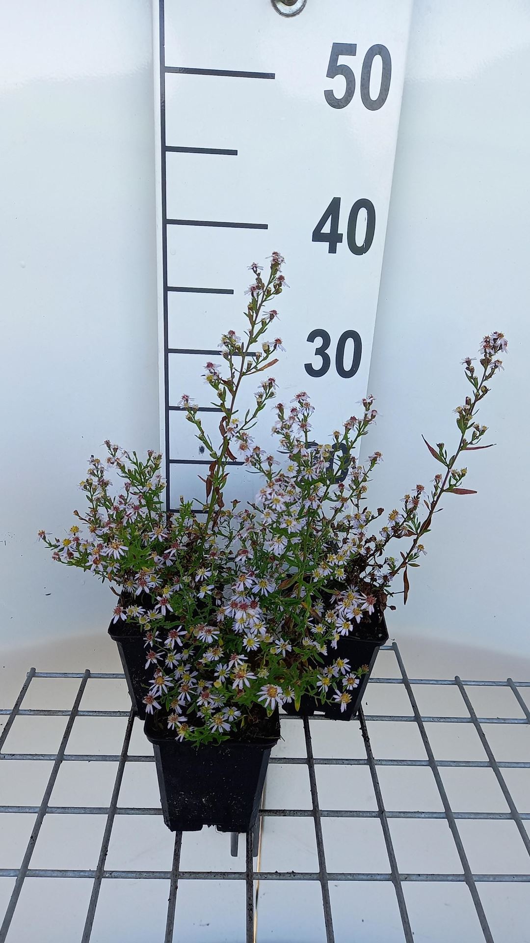 Aster ericoides'Erlkönig'- pot 9x9 cm afbeelding