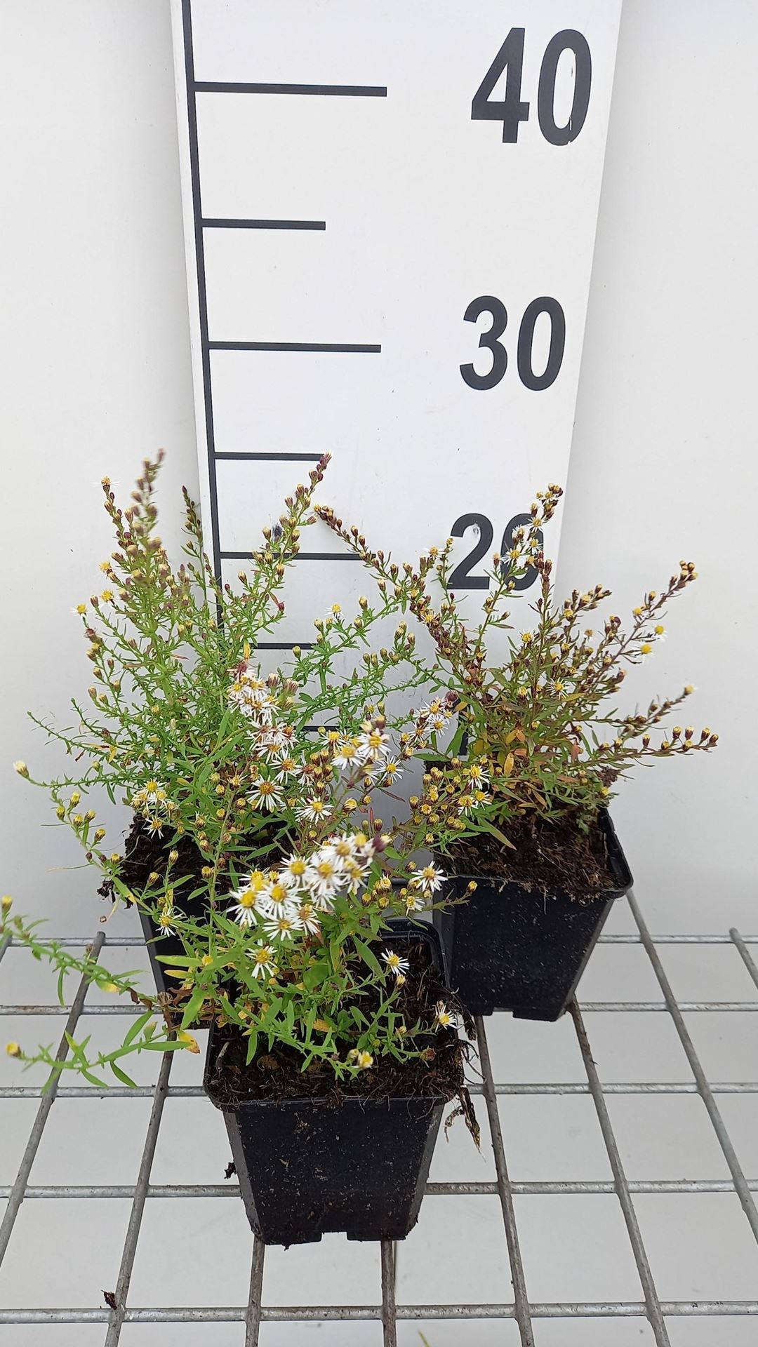 Aster ericoides'Golden Spray'- pot 9x9 cm afbeelding