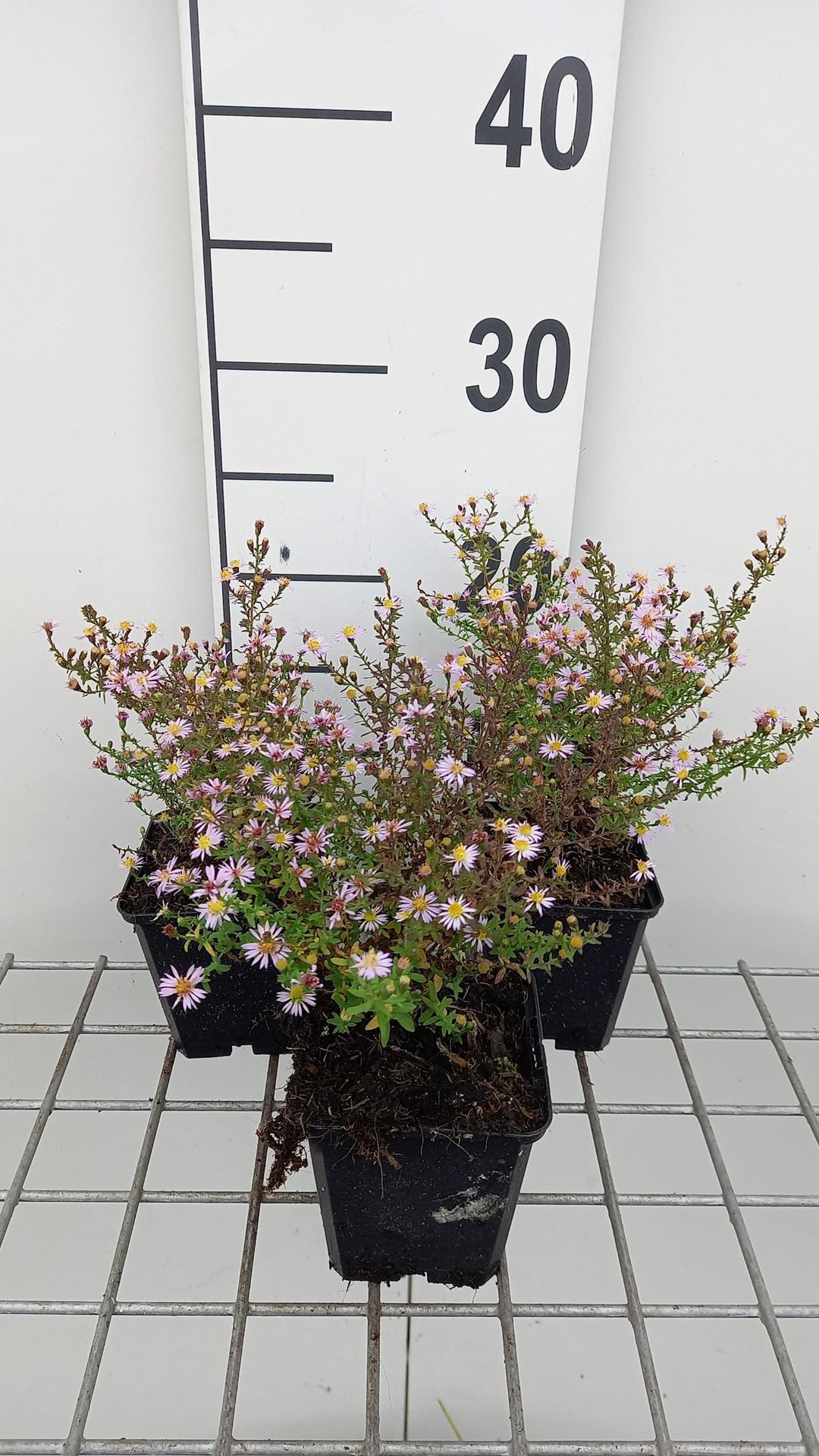 Aster ericoides'Lovely'- pot 9x9 cm - Aster afbeelding