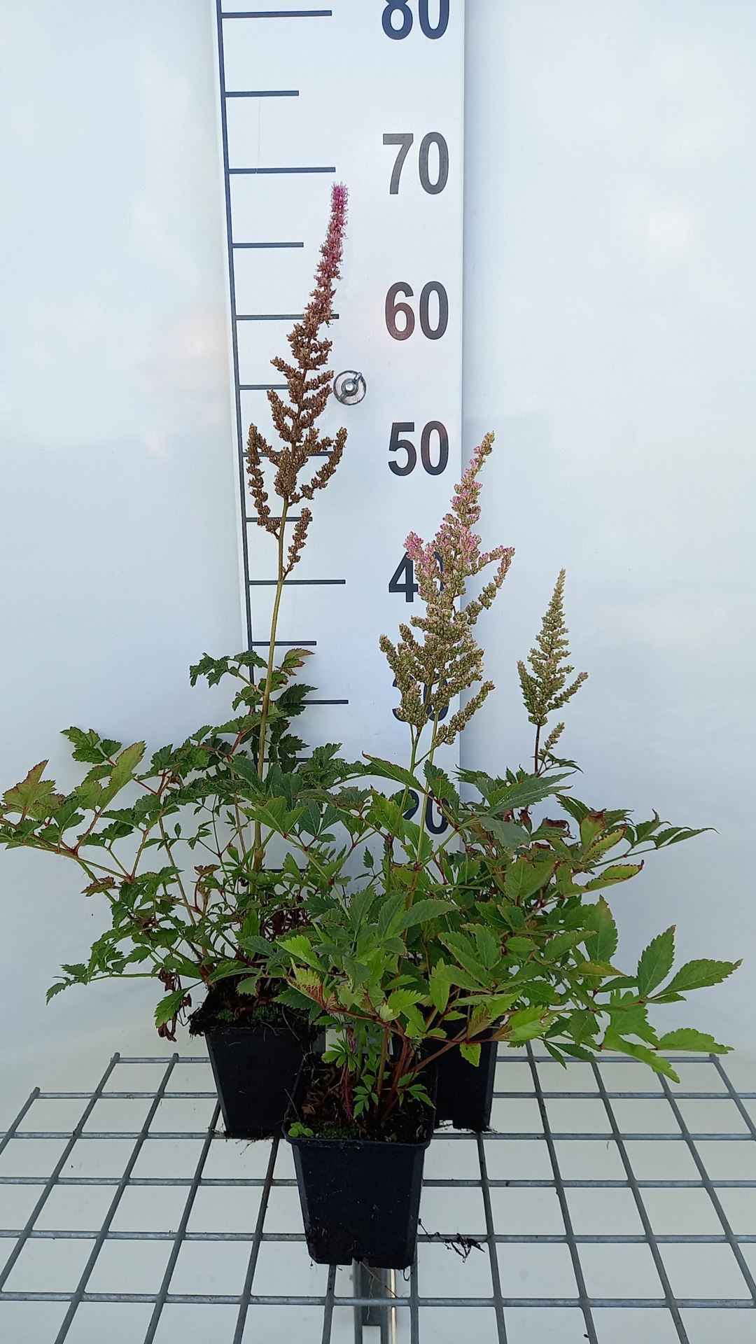 Astilbe'Erika'- pot 9x9 cm afbeelding