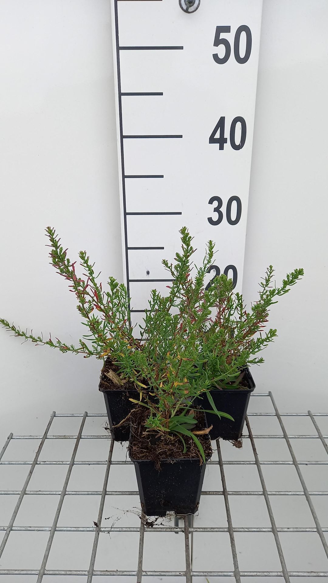Aster ericoides'Schneetanne'- pot 9x9 cm afbeelding