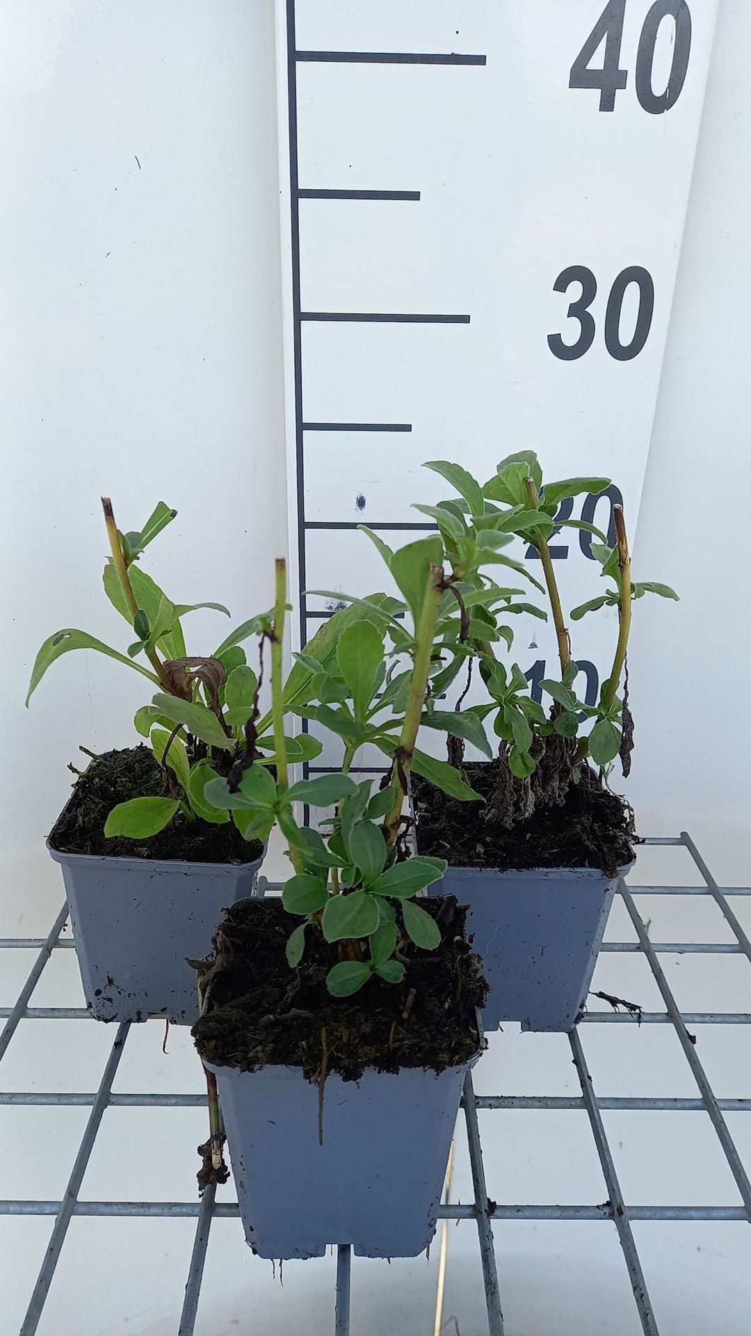 Aster x frikartii'Wunder von Stäfa'- pot 9x9 cm afbeelding