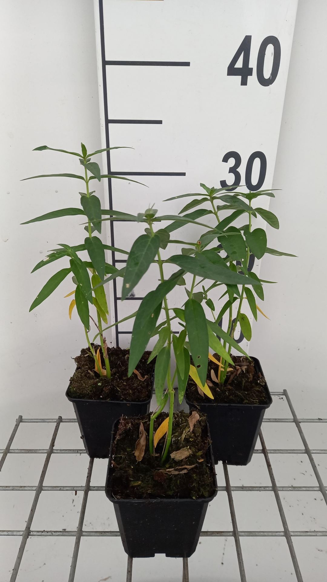 Asclepias incarnata'Ice Ballet'- pot 9x9 cm - Zijdeplant afbeelding