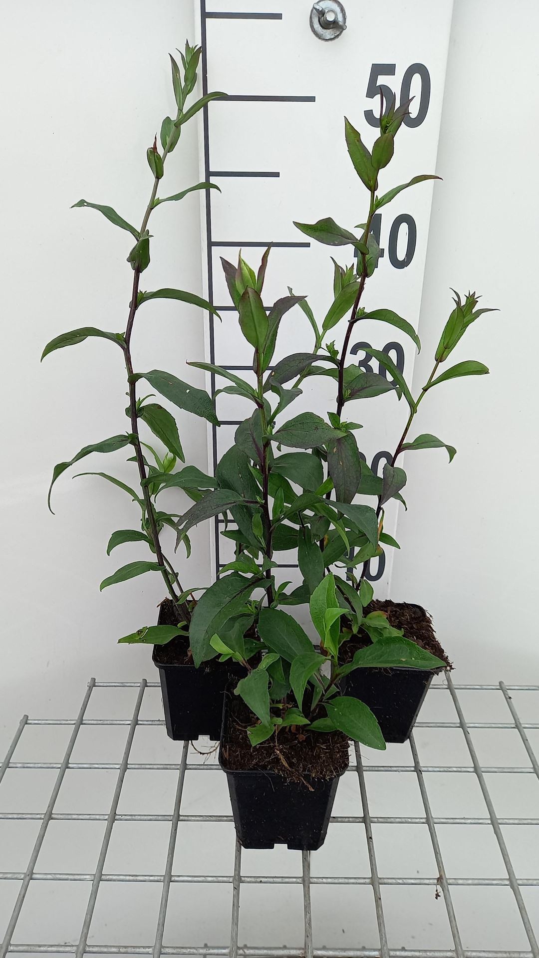 Aster laevis'Calliope'- pot 9x9 cm afbeelding