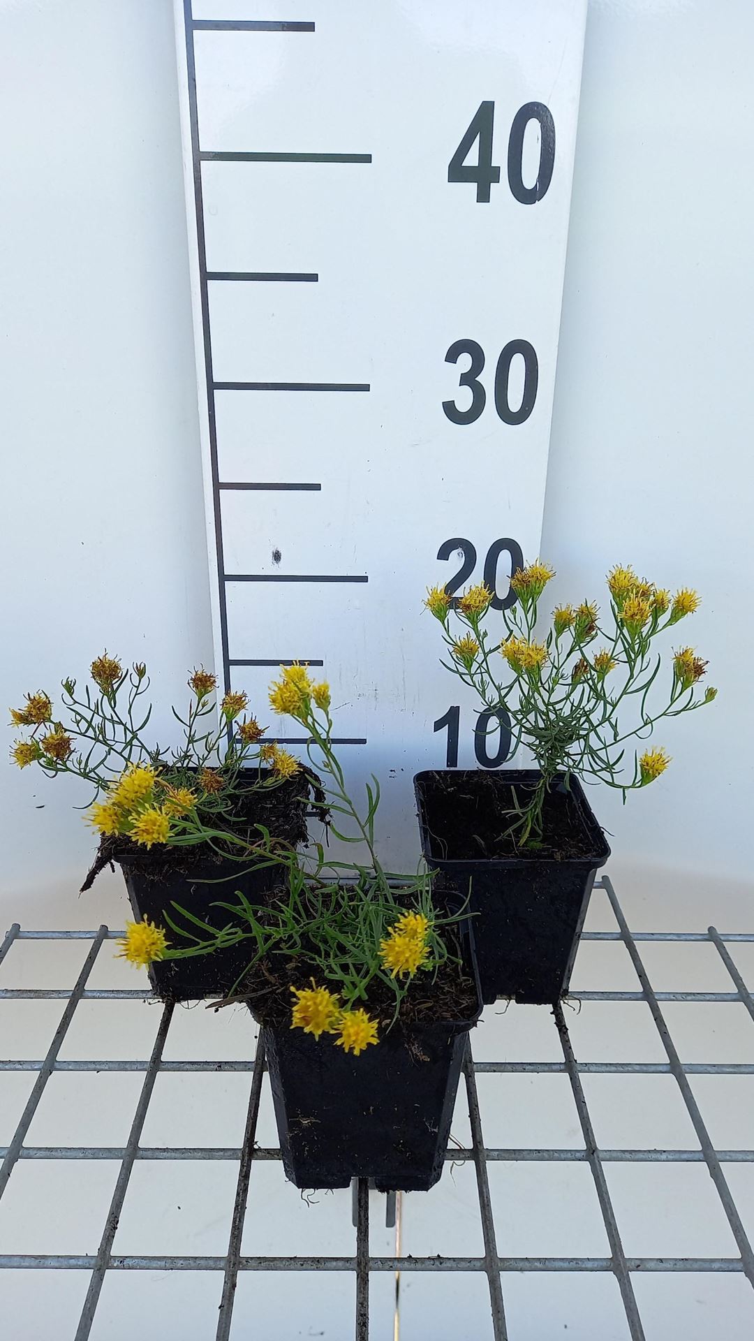 Aster linosyris - pot 9x9 cm afbeelding