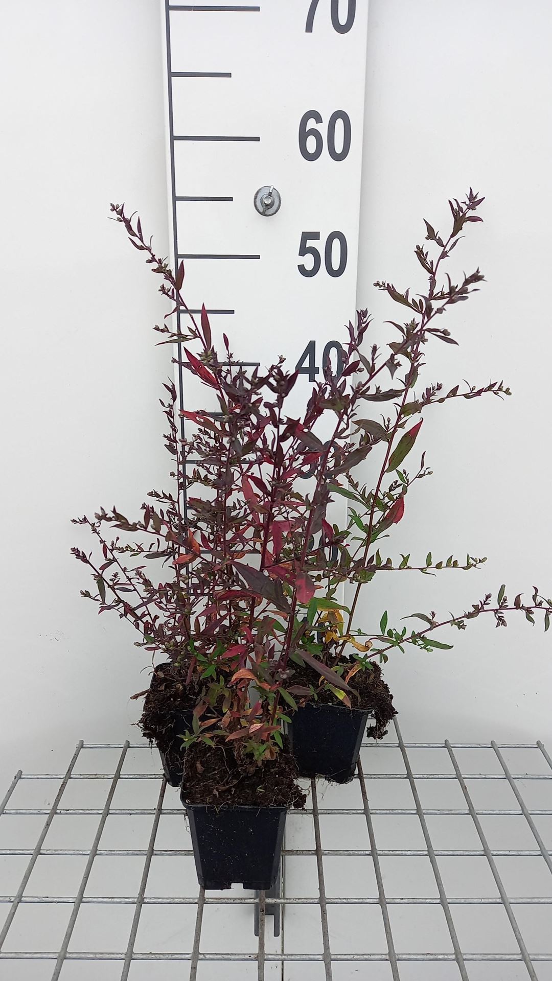 Aster lateriflorus'Lady in Black'- pot 9x9 cm afbeelding