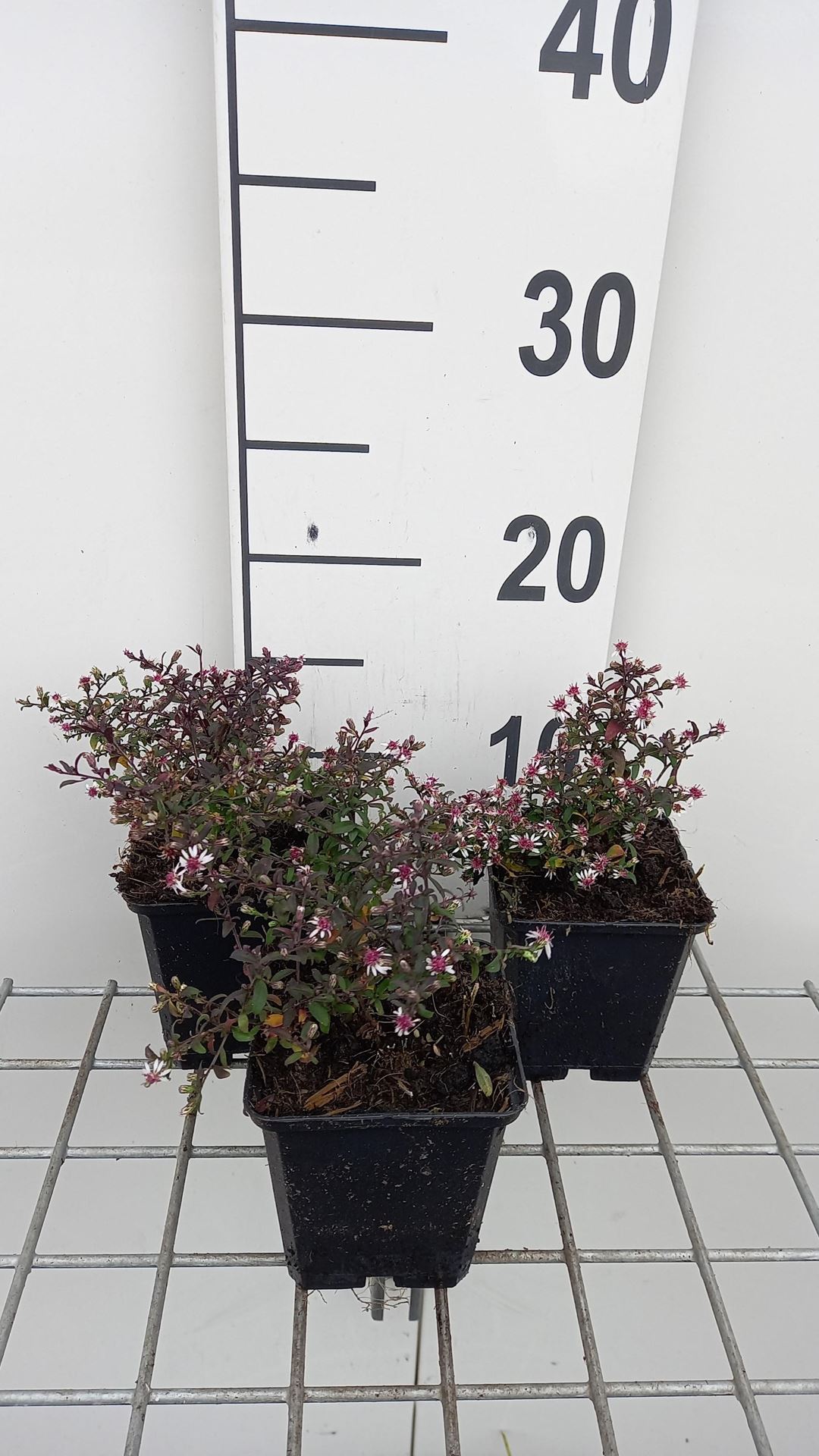 Aster lateriflorus'Prince'- pot 9x9 cm afbeelding