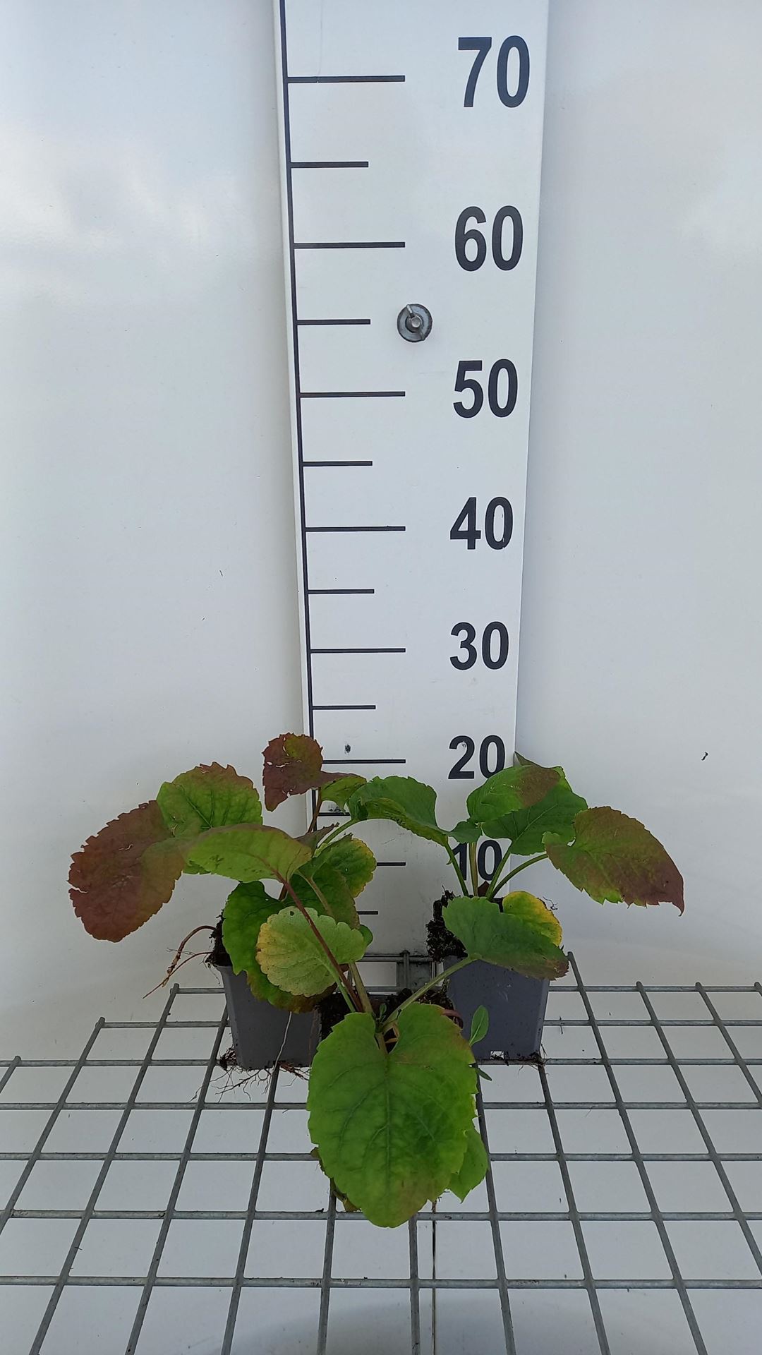 Aster macrophyllus'Albus'- pot 9x9 cm afbeelding