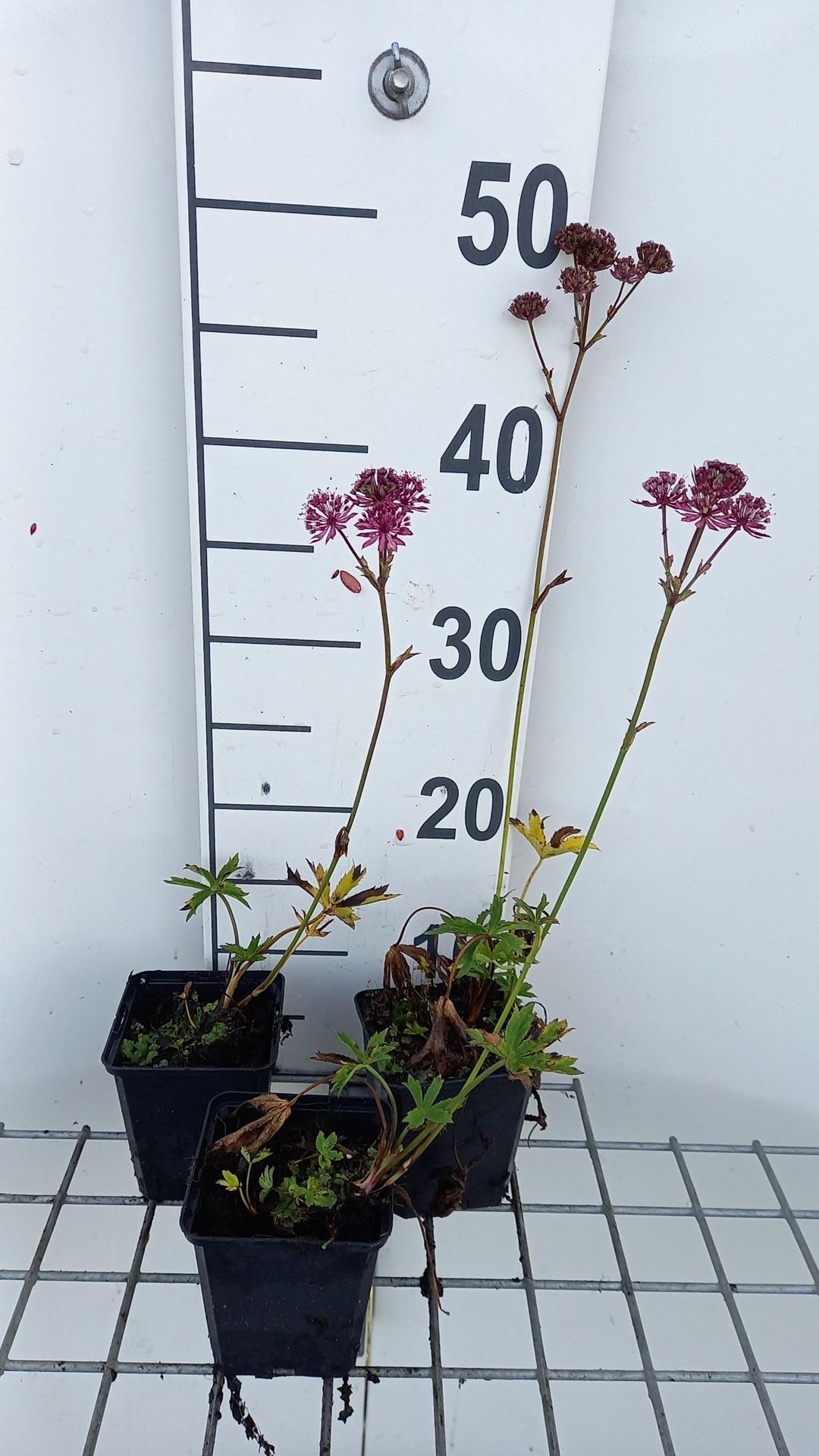 Astrantia major'Claret'- pot 9x9 cm - Zeeuws knoopje afbeelding