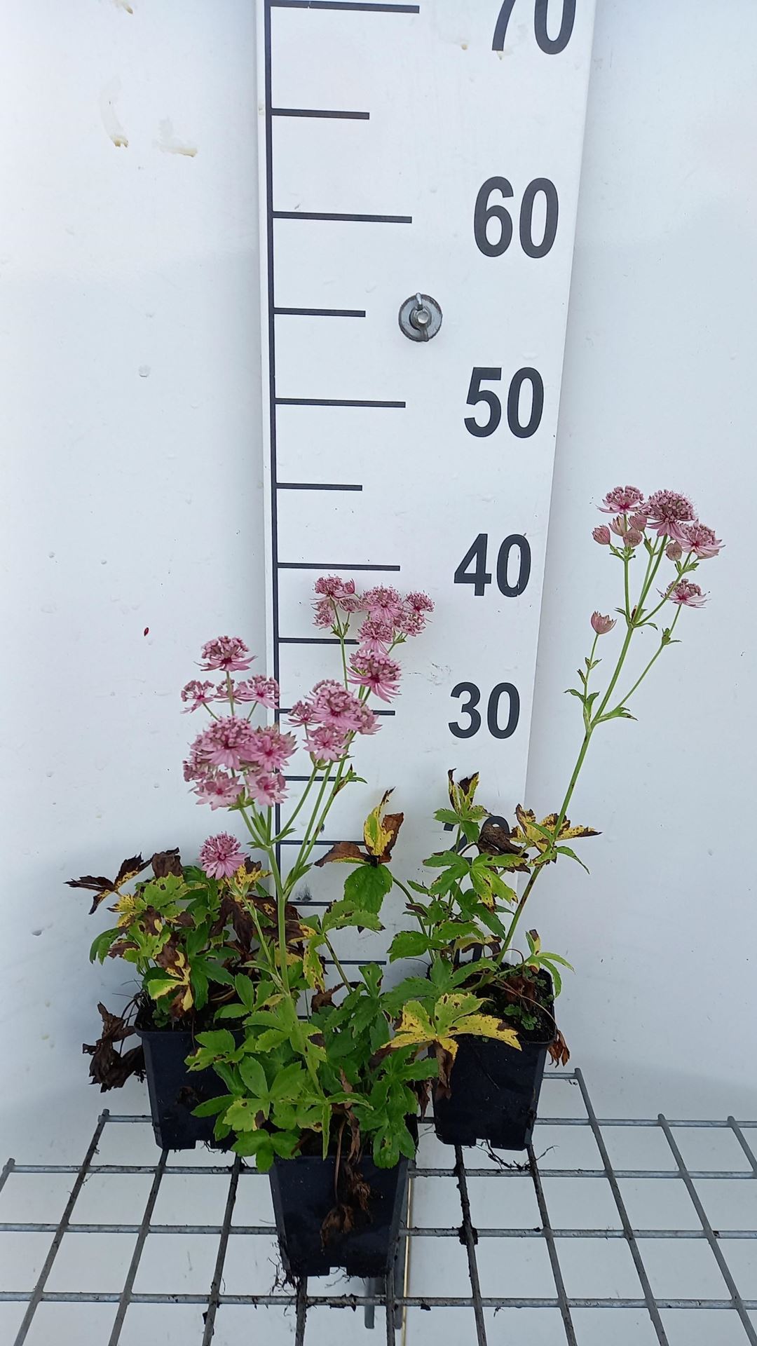 Astrantia major'Pink Pride'- pot 9x9 cm - Zeeuws knoopje afbeelding