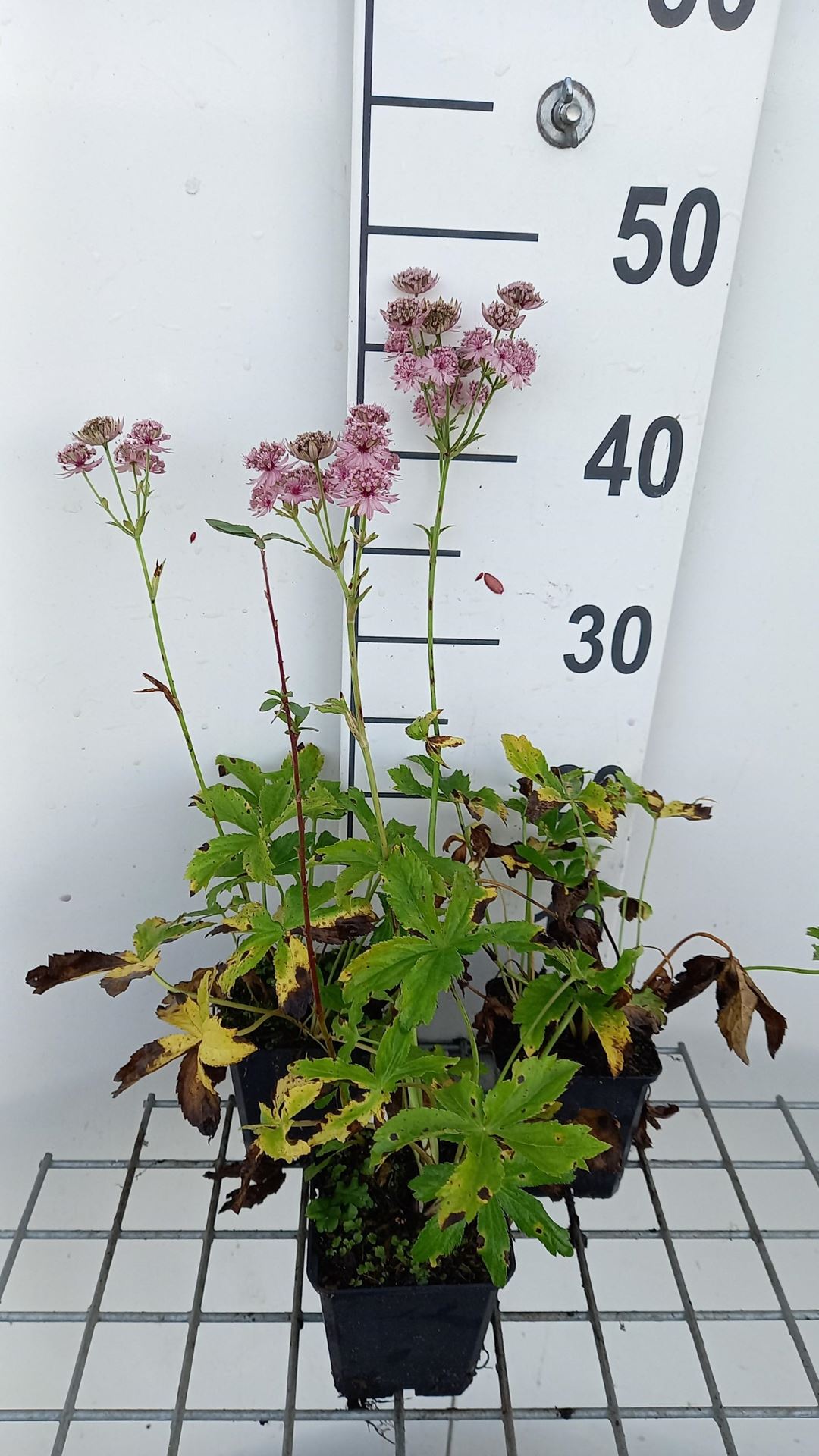 Astrantia major'Rosea'- pot 9x9 cm afbeelding
